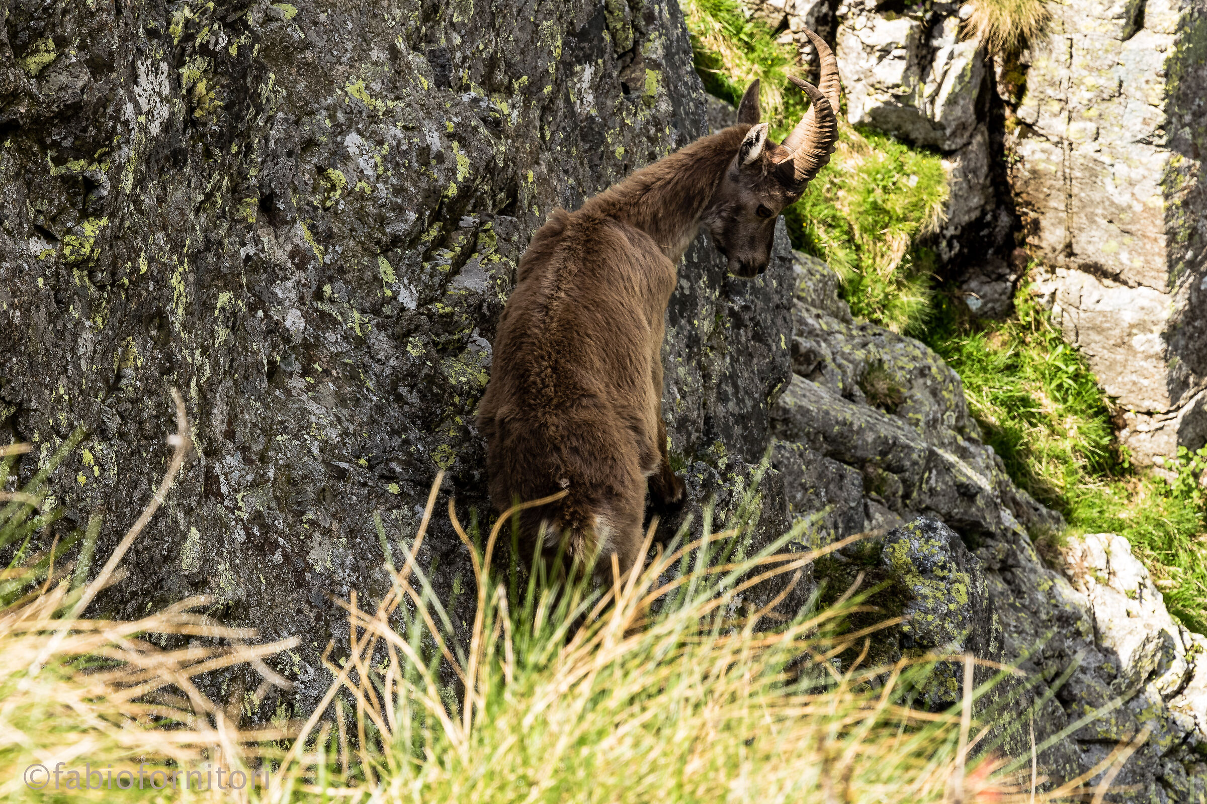 Stambecco al passo del Toro ,  Lecco 2022