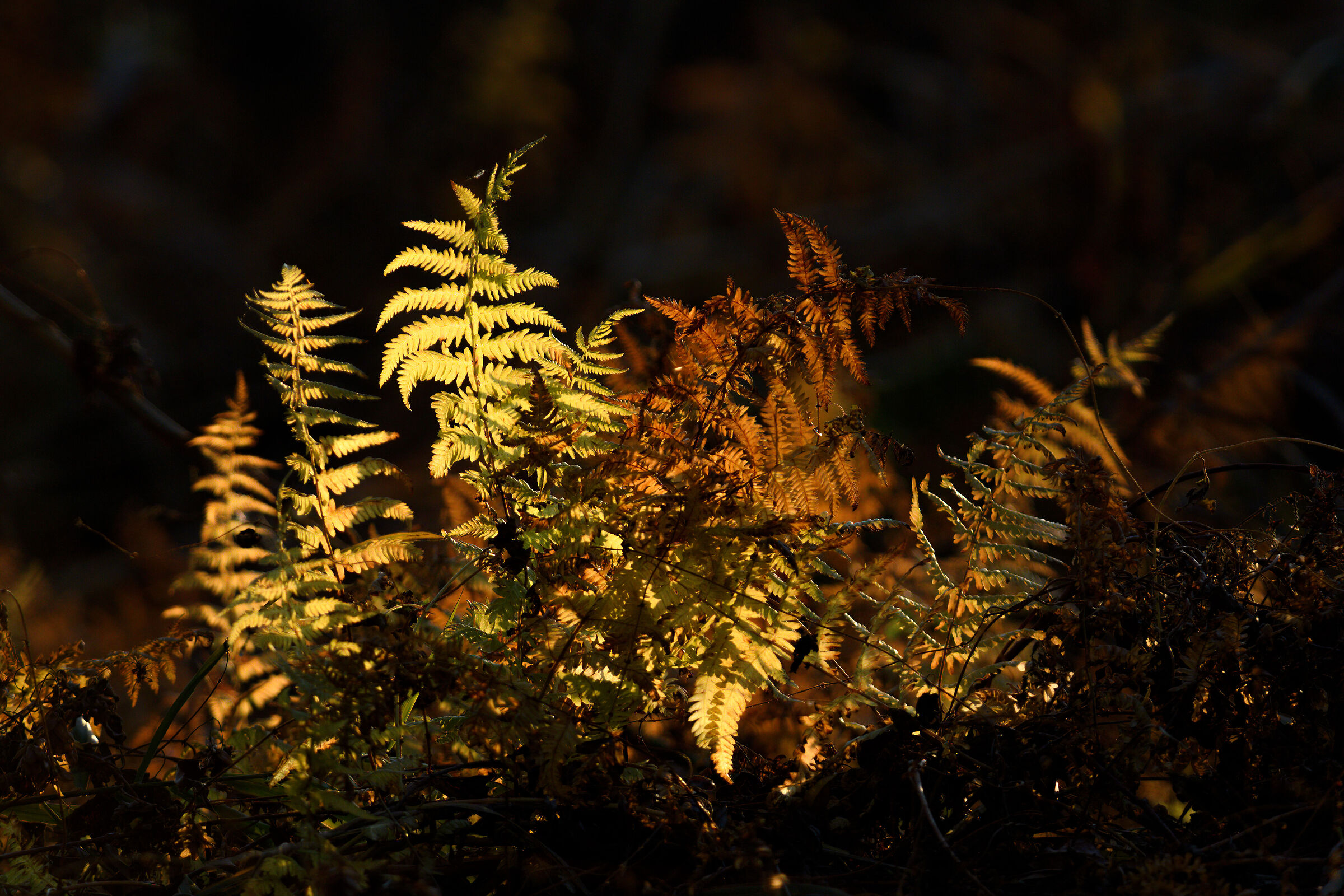 Light