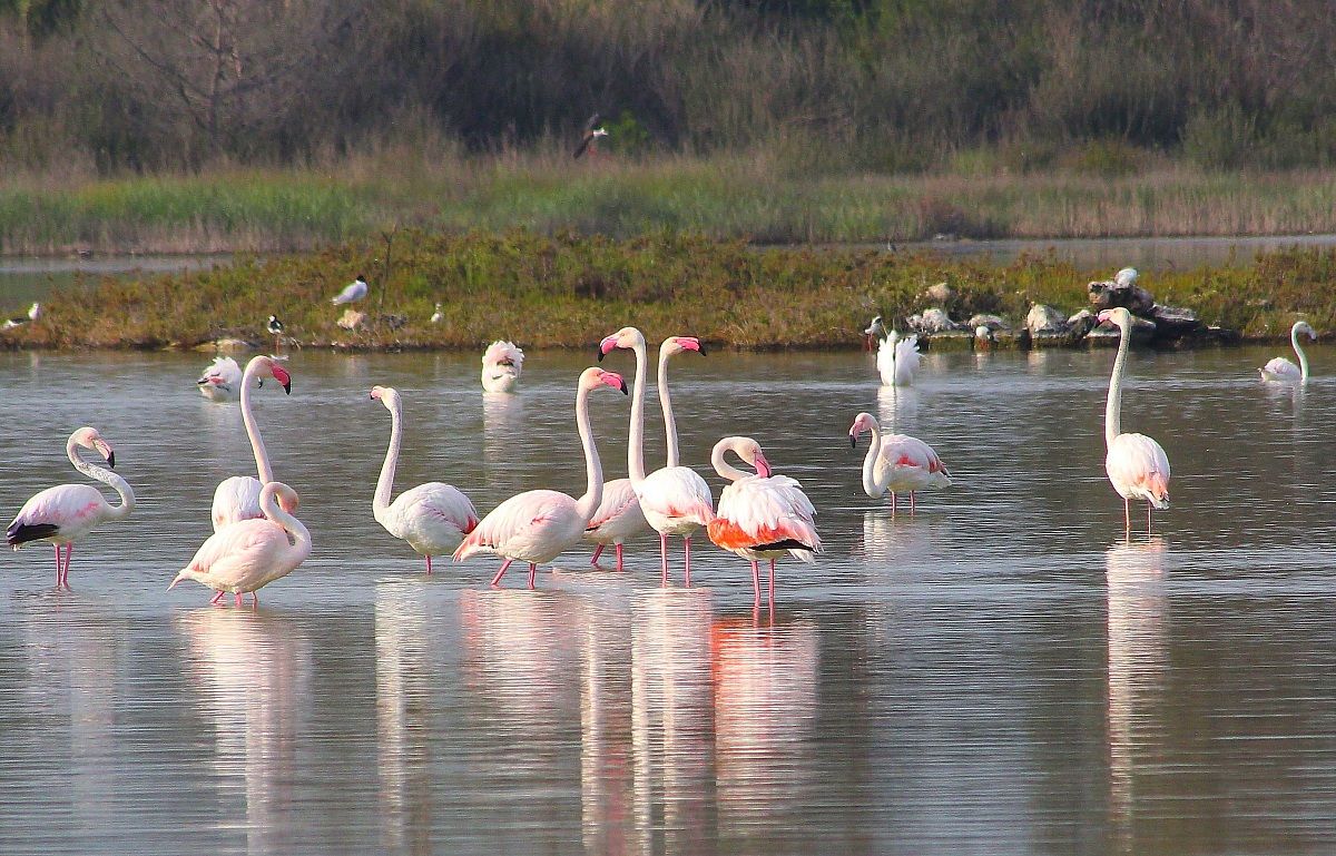 flamingos in saline monks