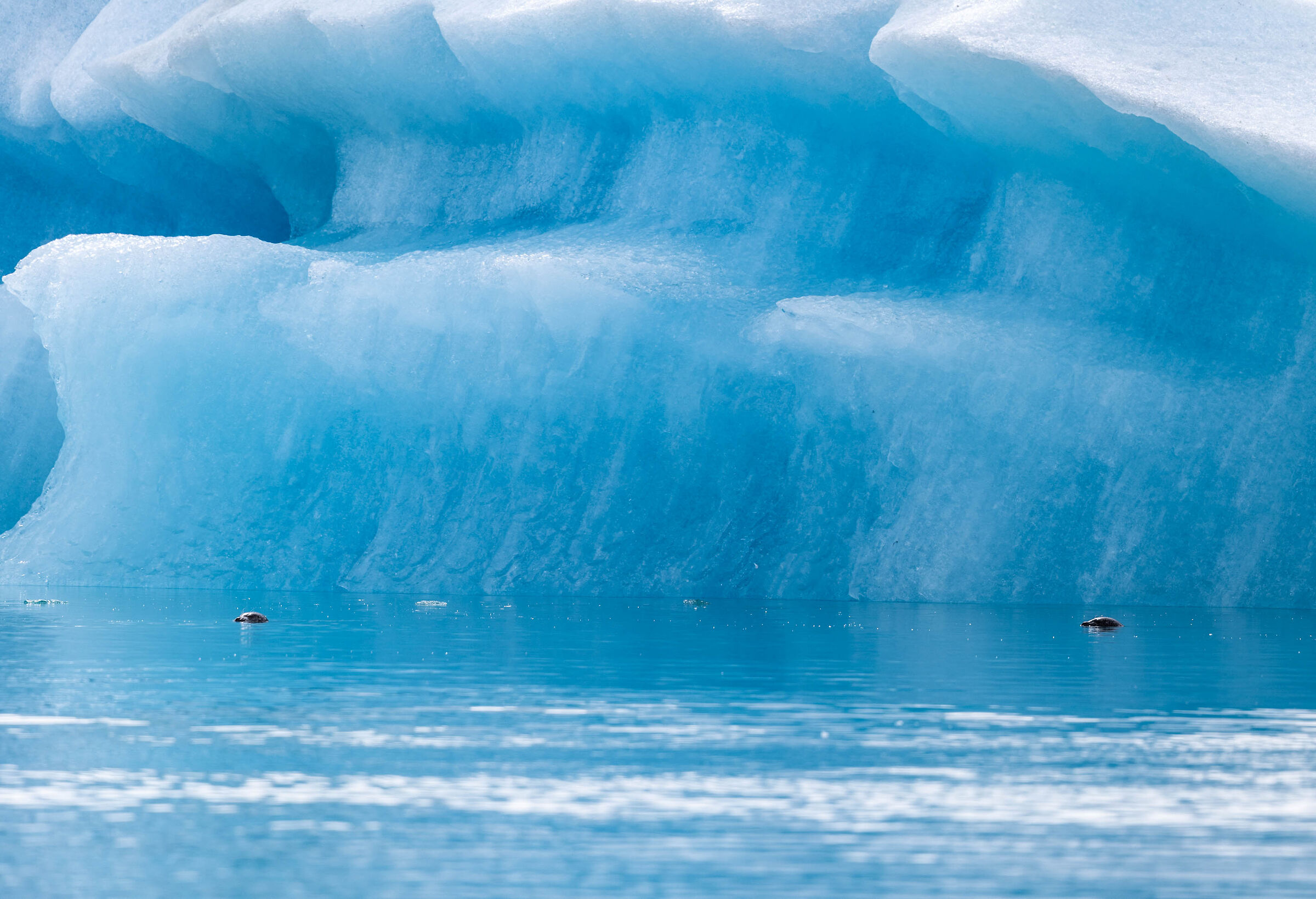Foche a Jökulsárlón