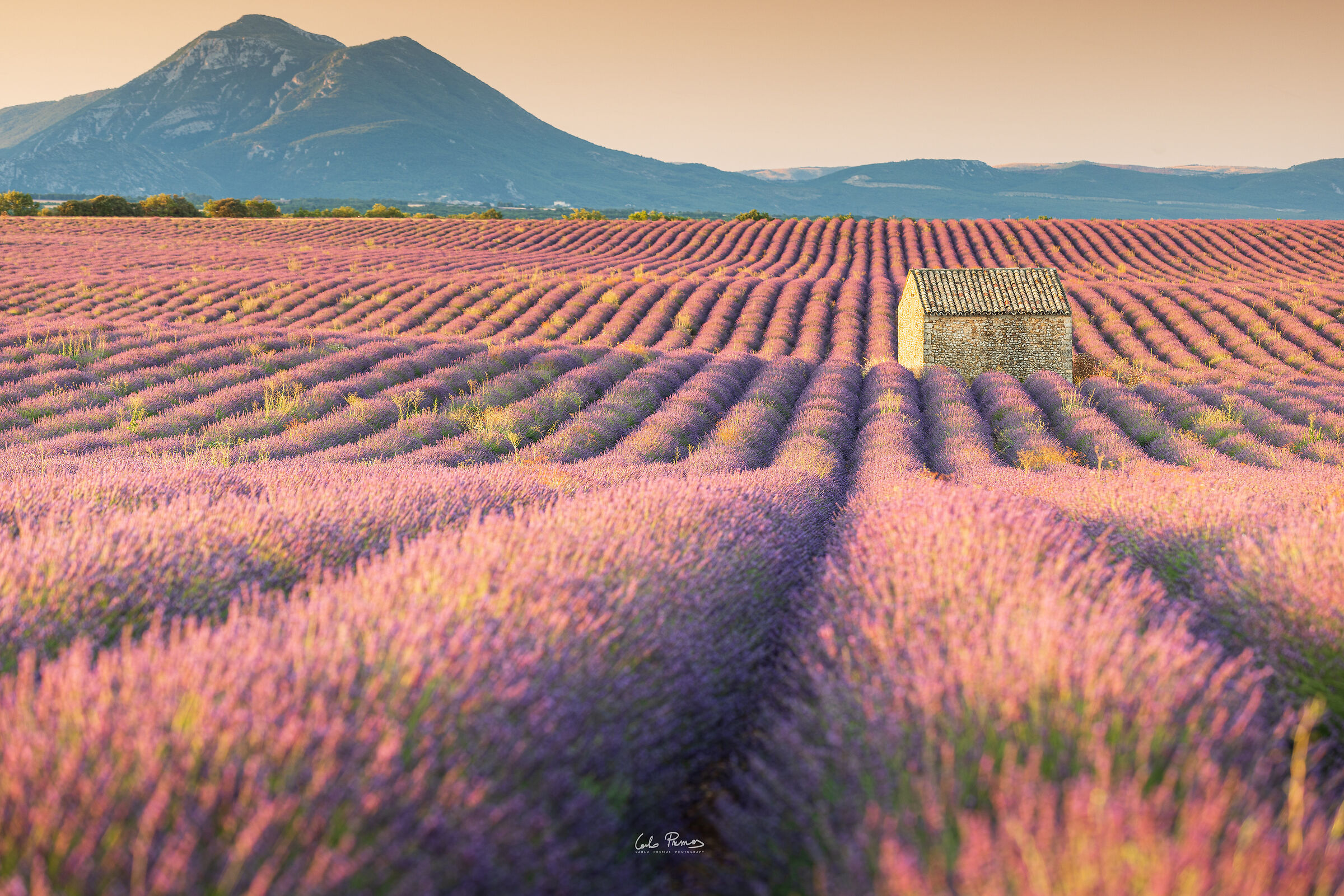 The scent of Provence