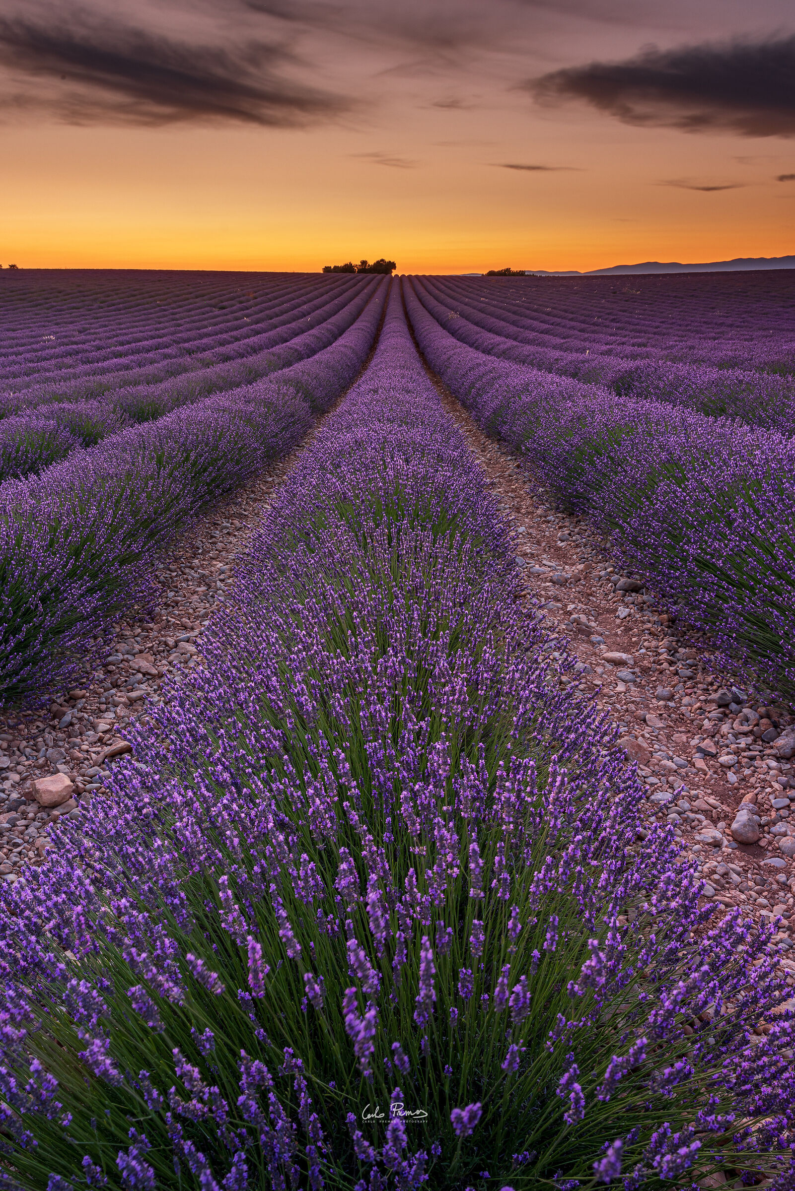 The scent of Provence
