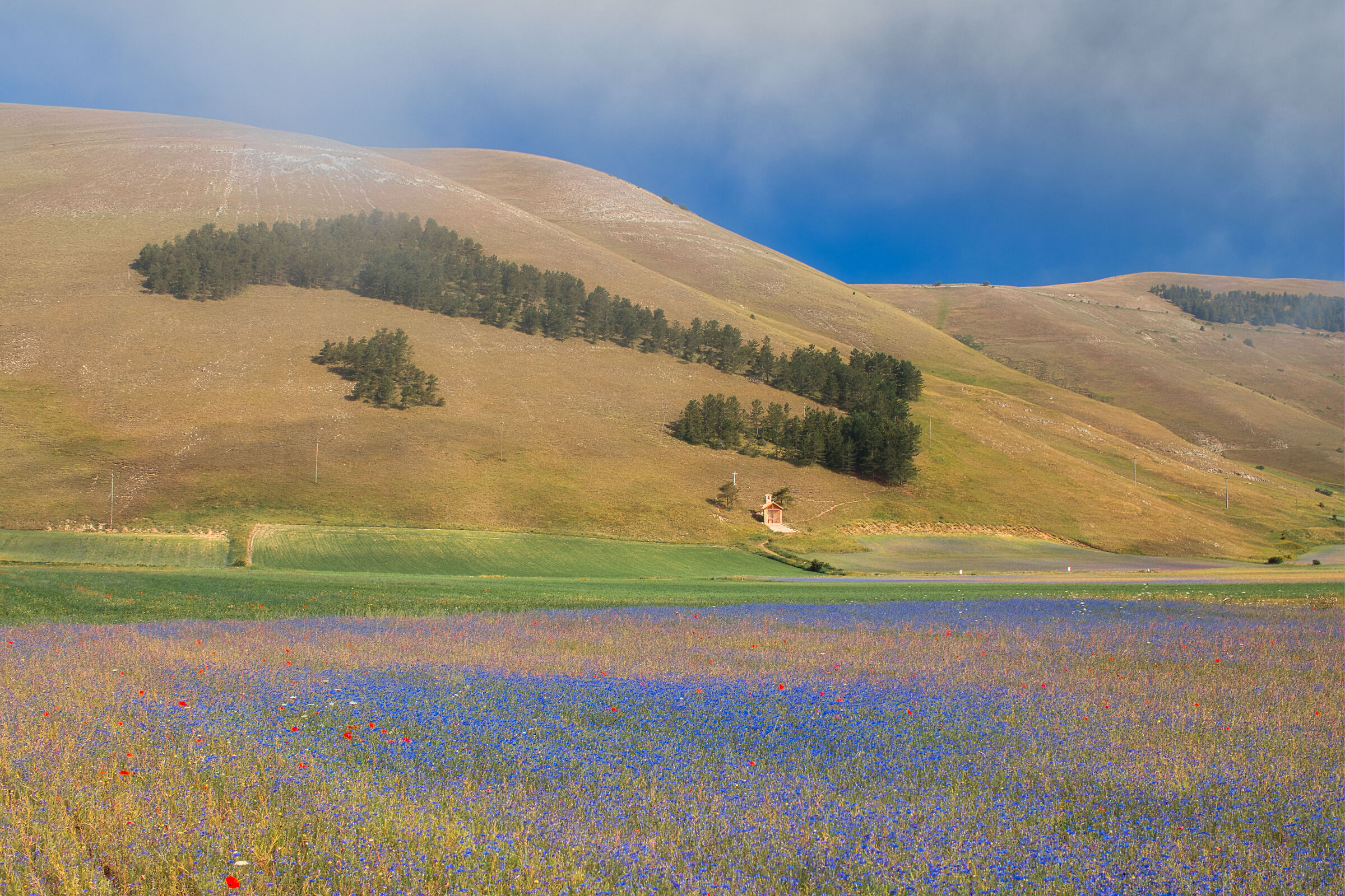 Flowering Castelluccio