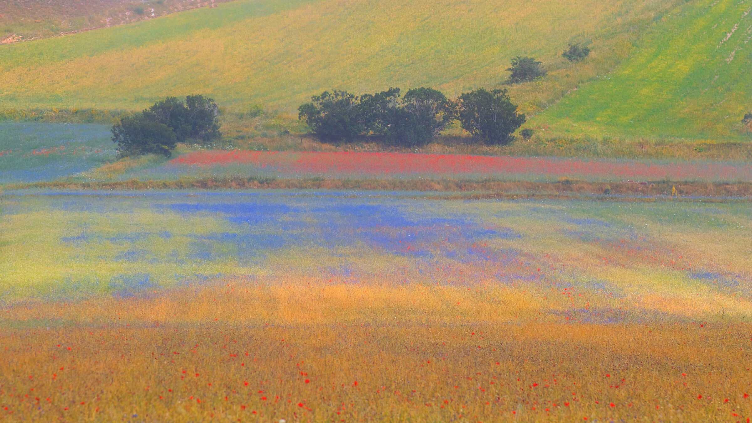 Flowering Castelluccio