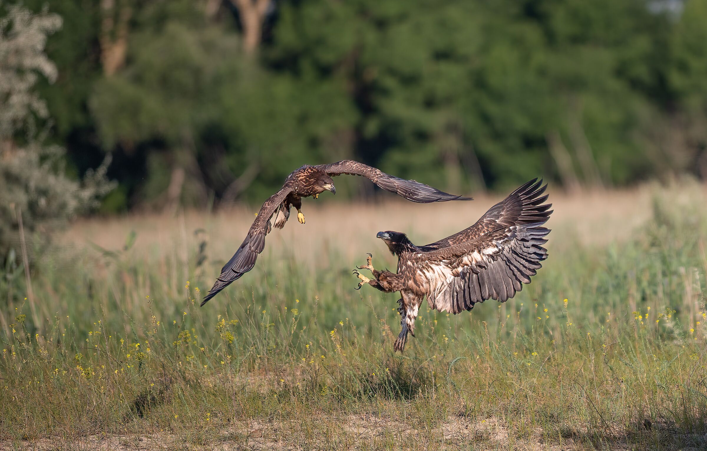 Scaramuccie in famiglia