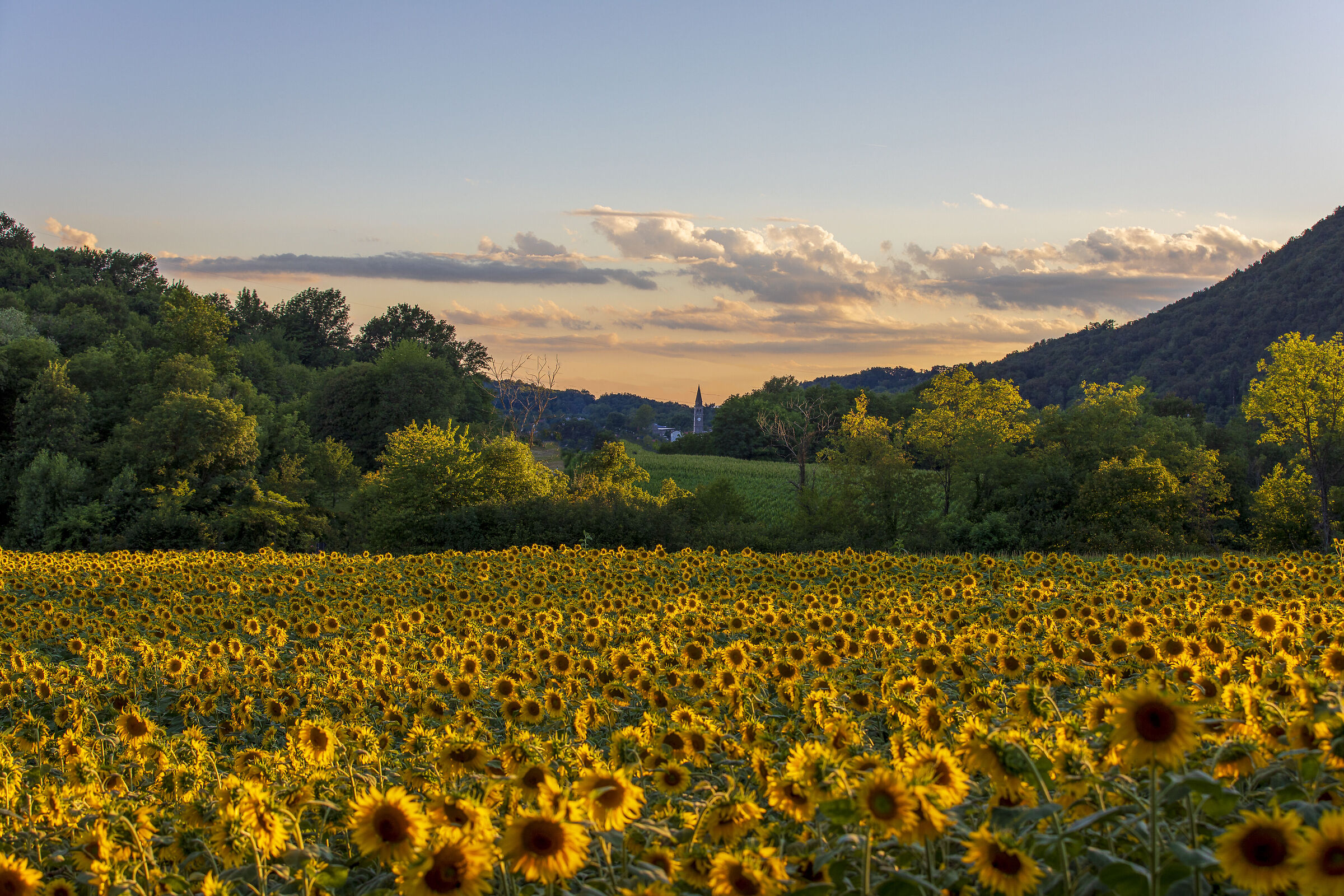 Sunflowers in San Daniele