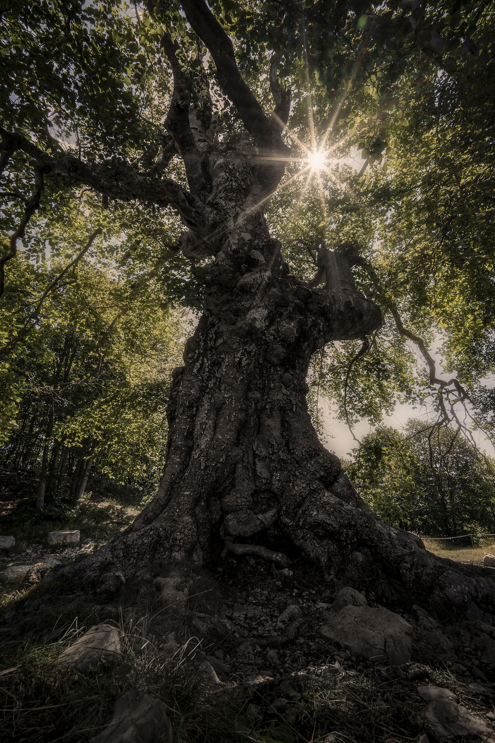 In the shade of centuries-old beech