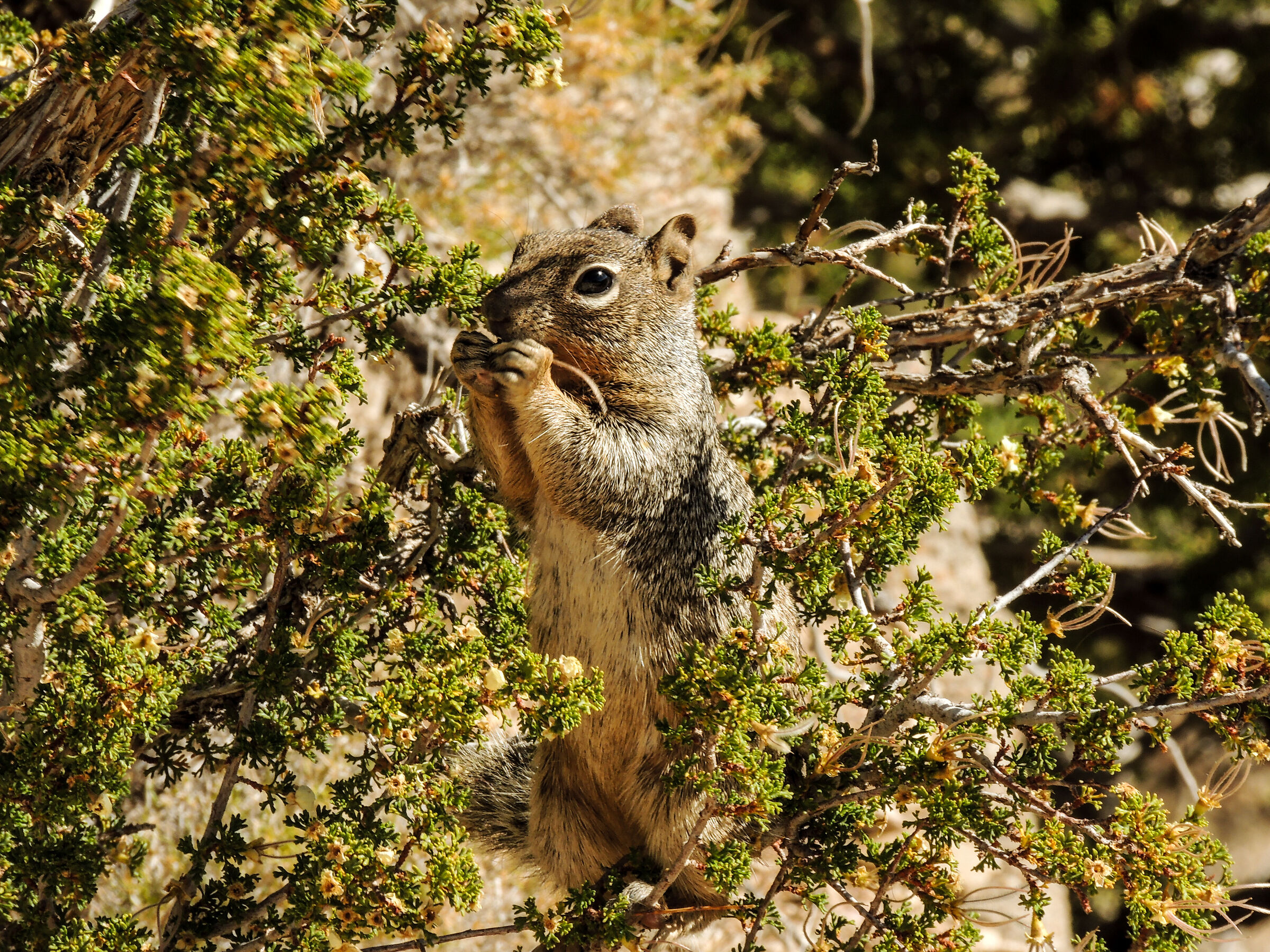 Scoiattolo nel Grand Canyon