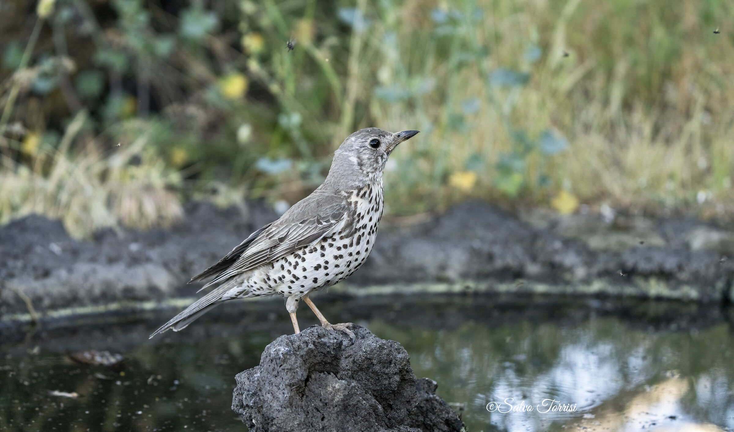 Mistle thrush