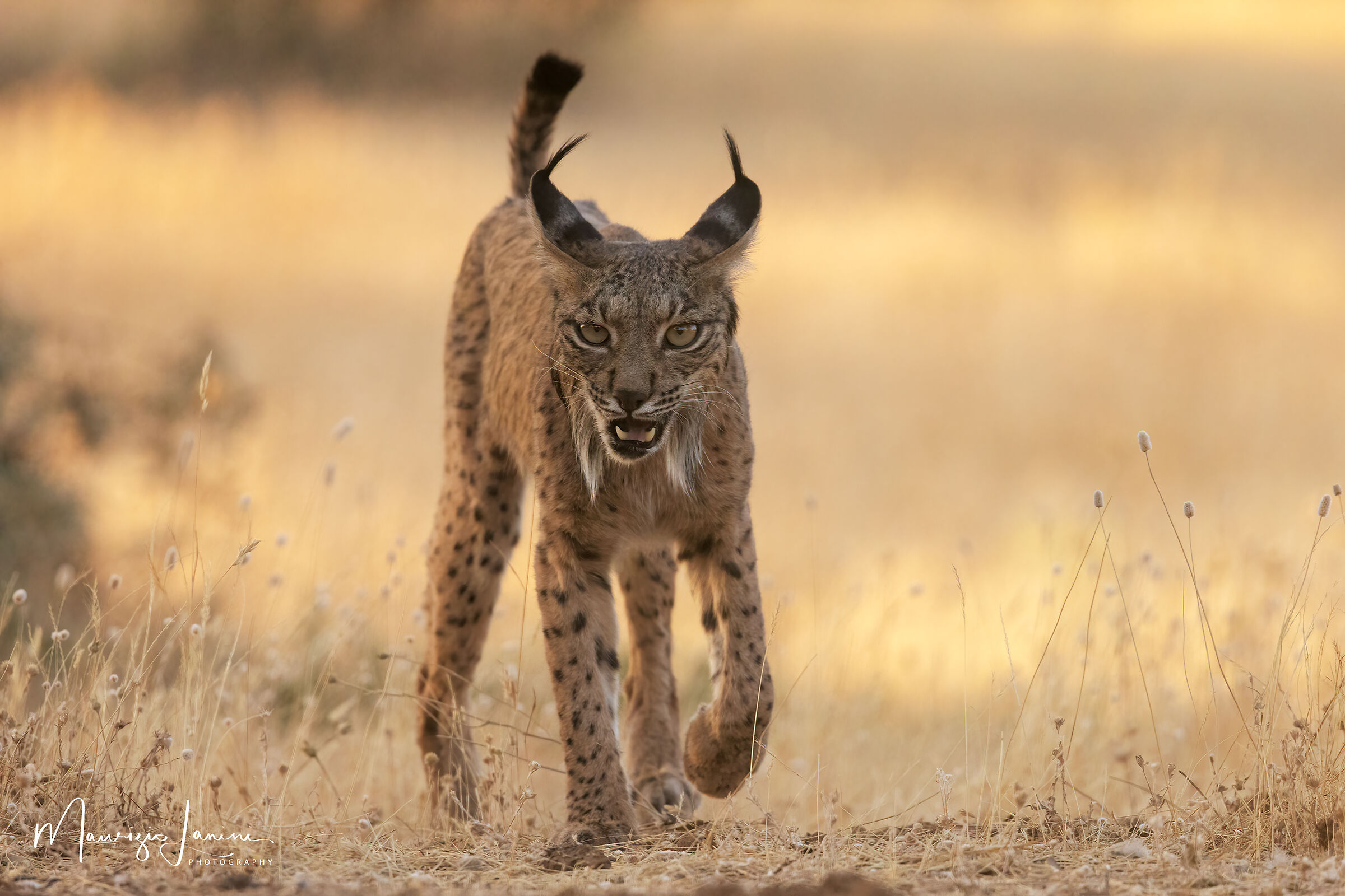 Verso la pozza d'acqua