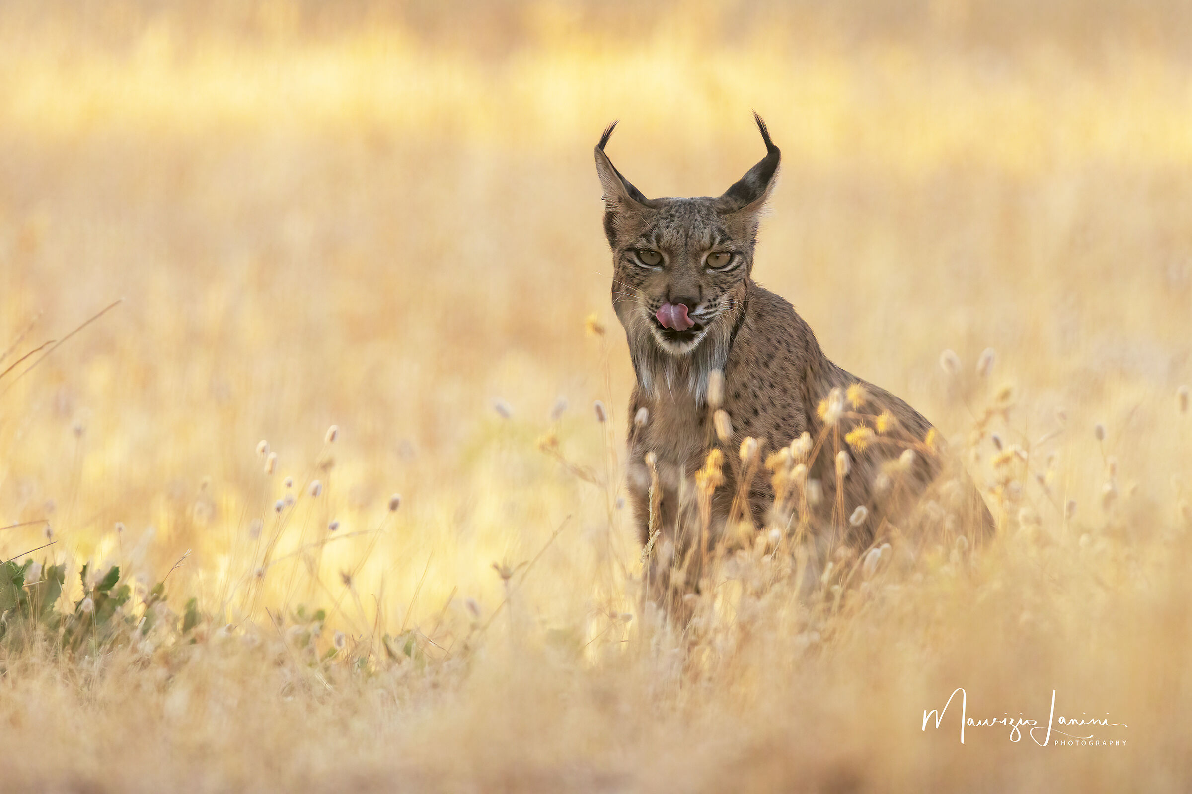 Lince iberica
