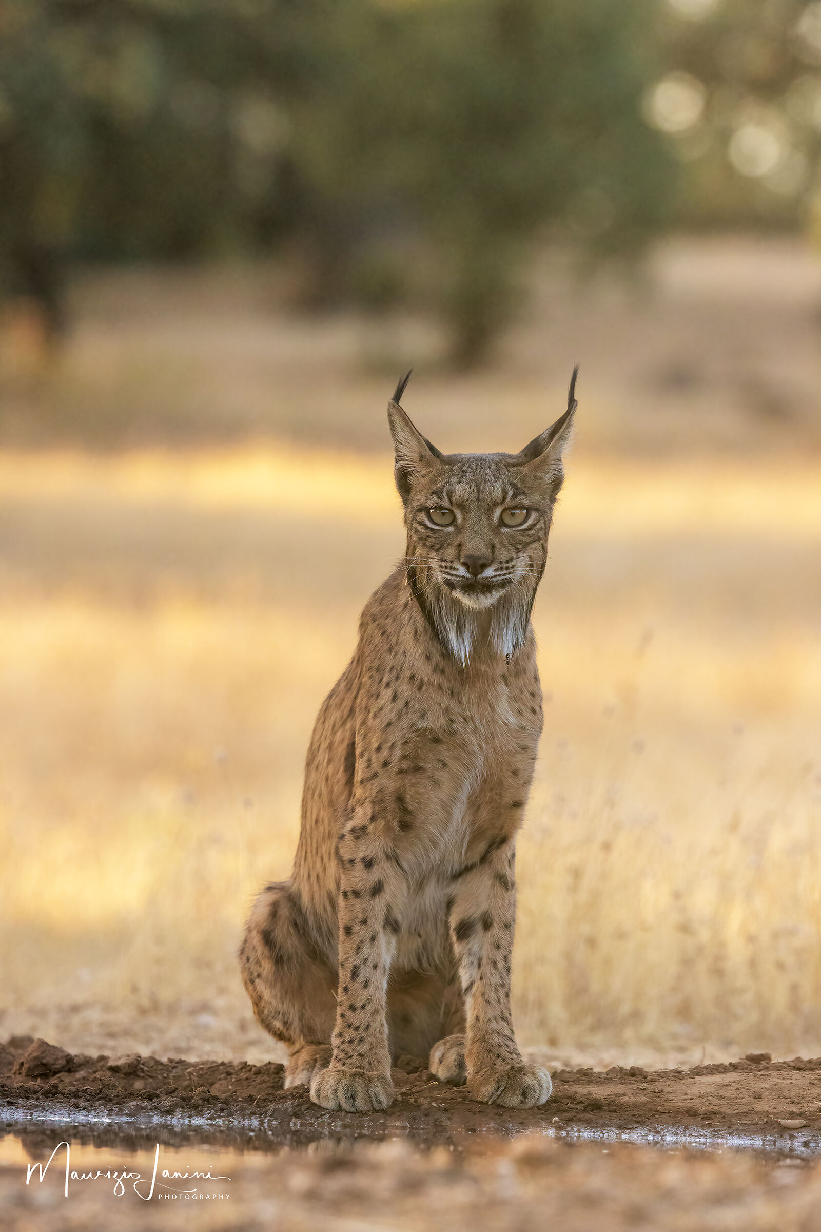 Lince iberica
