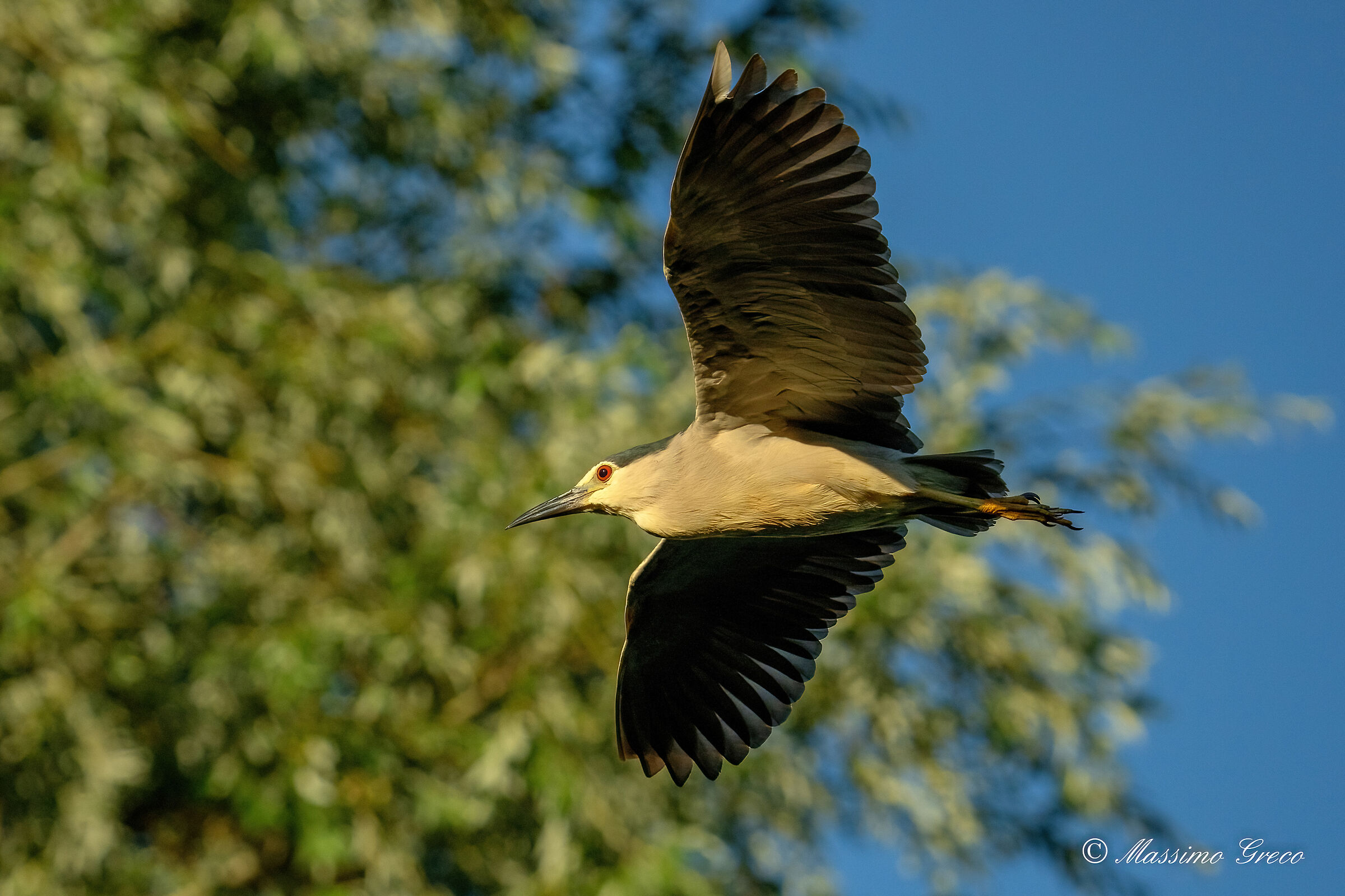 Nitticora (Nycticorax nycticorax )