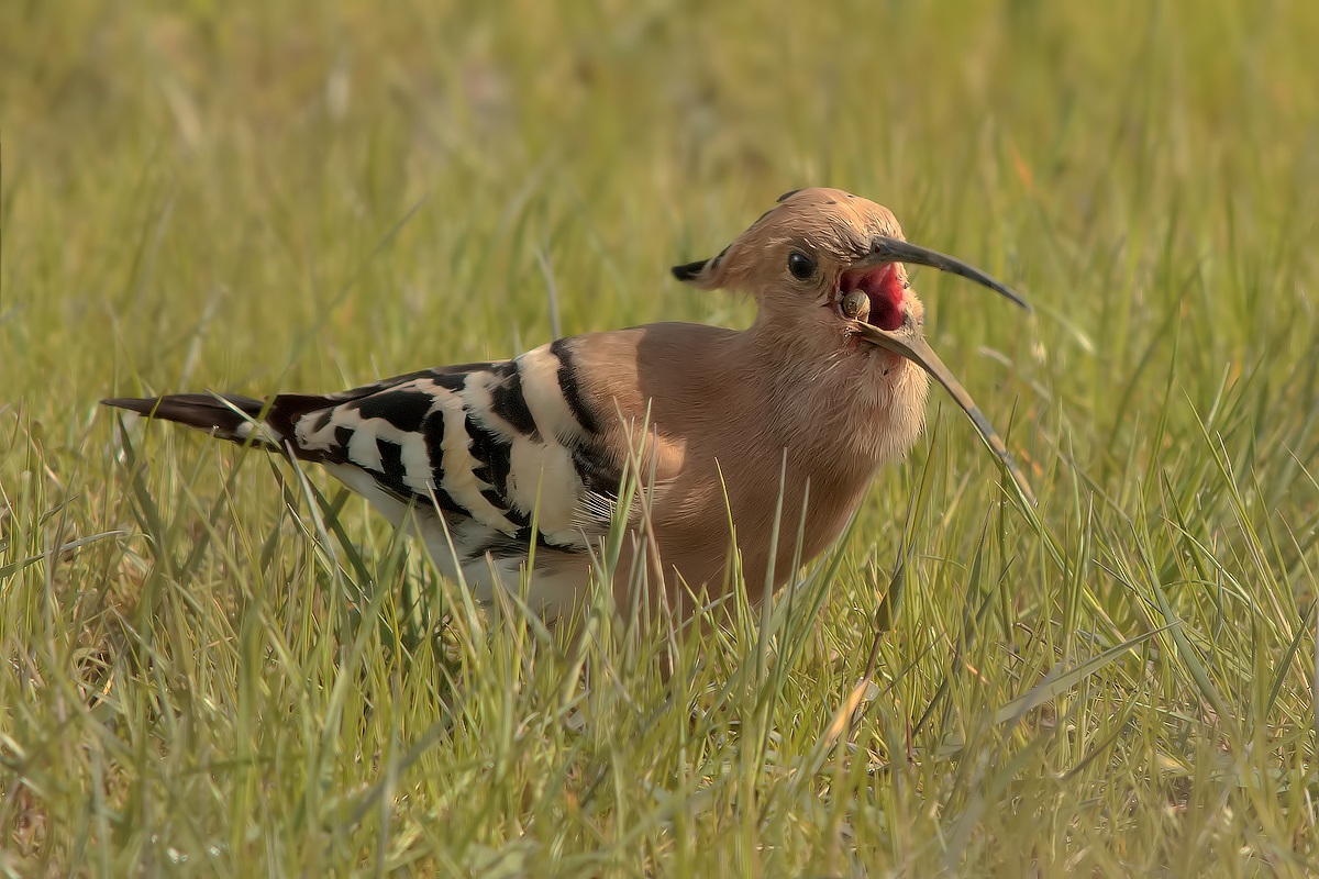 Larvae at breakfast (epops Hoopoe)