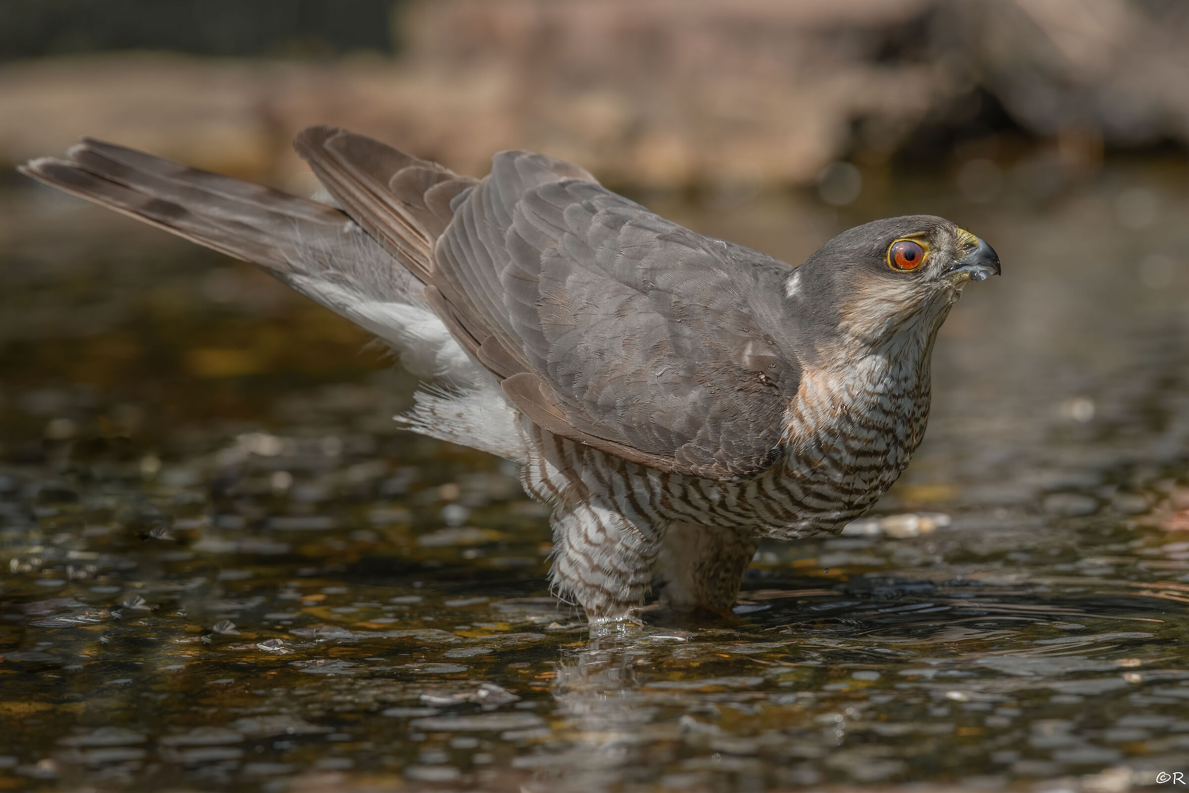Sparrowhawk drinks (M) eye