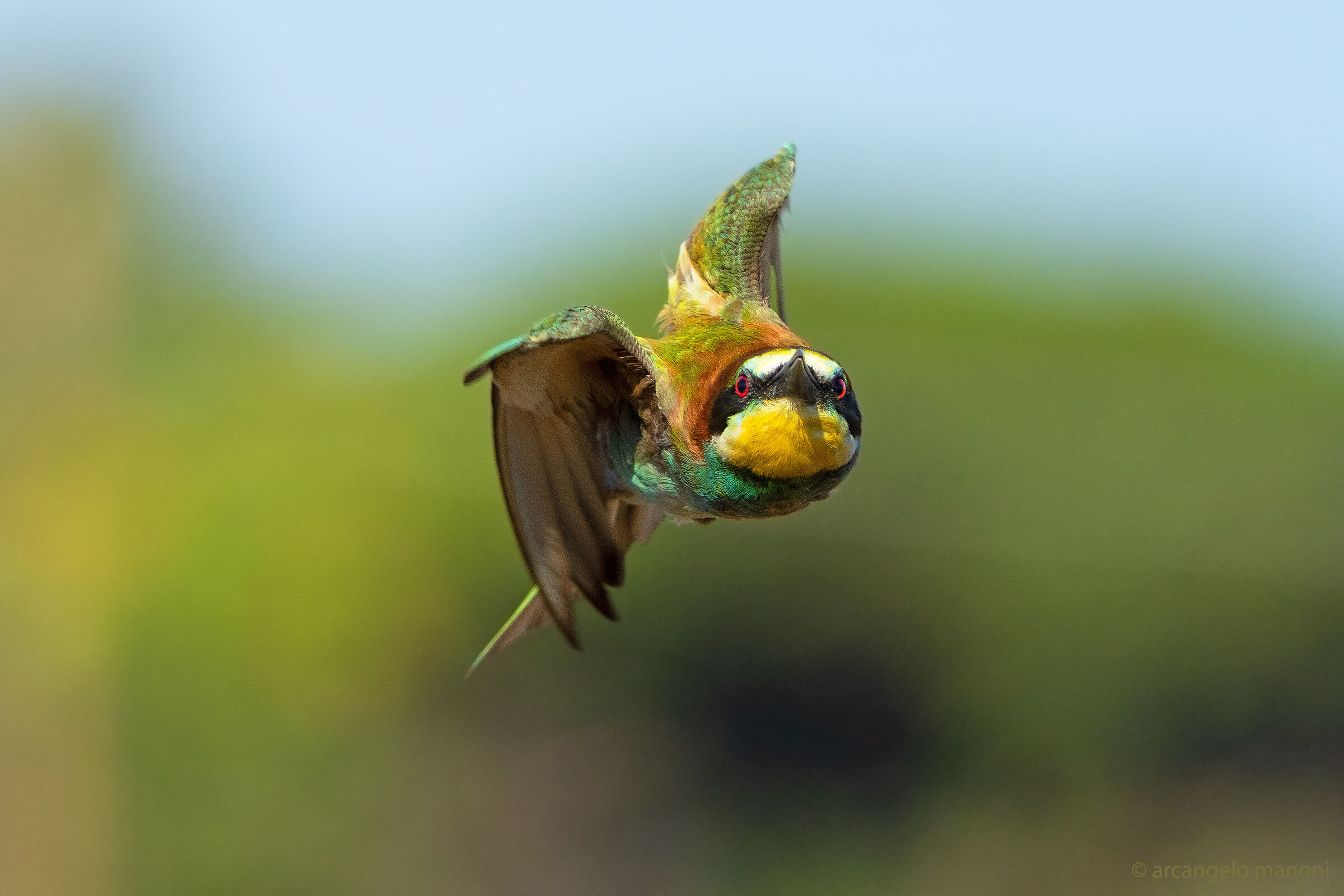 The bee-eater missile