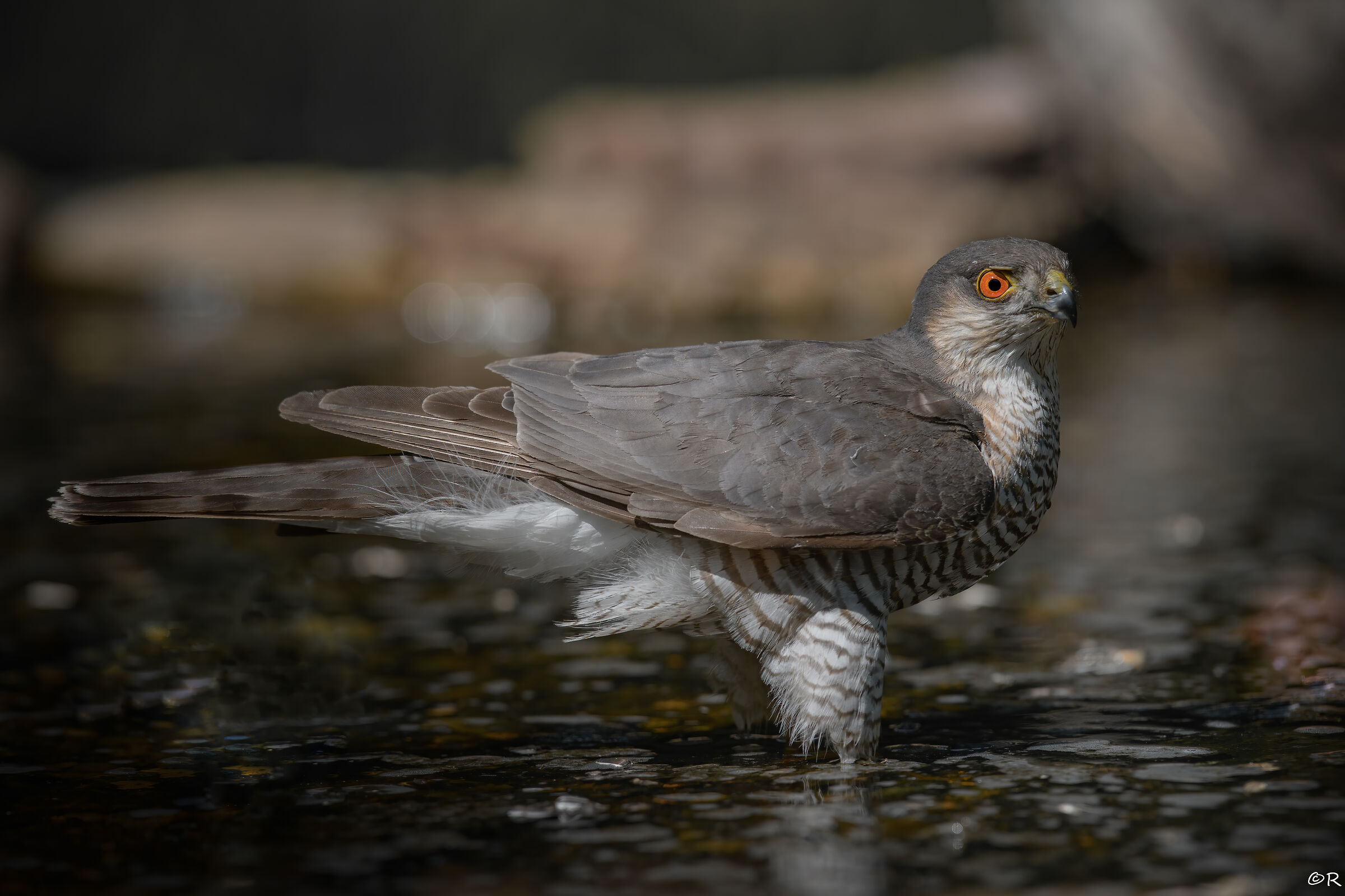 Accipiter nisus (M)