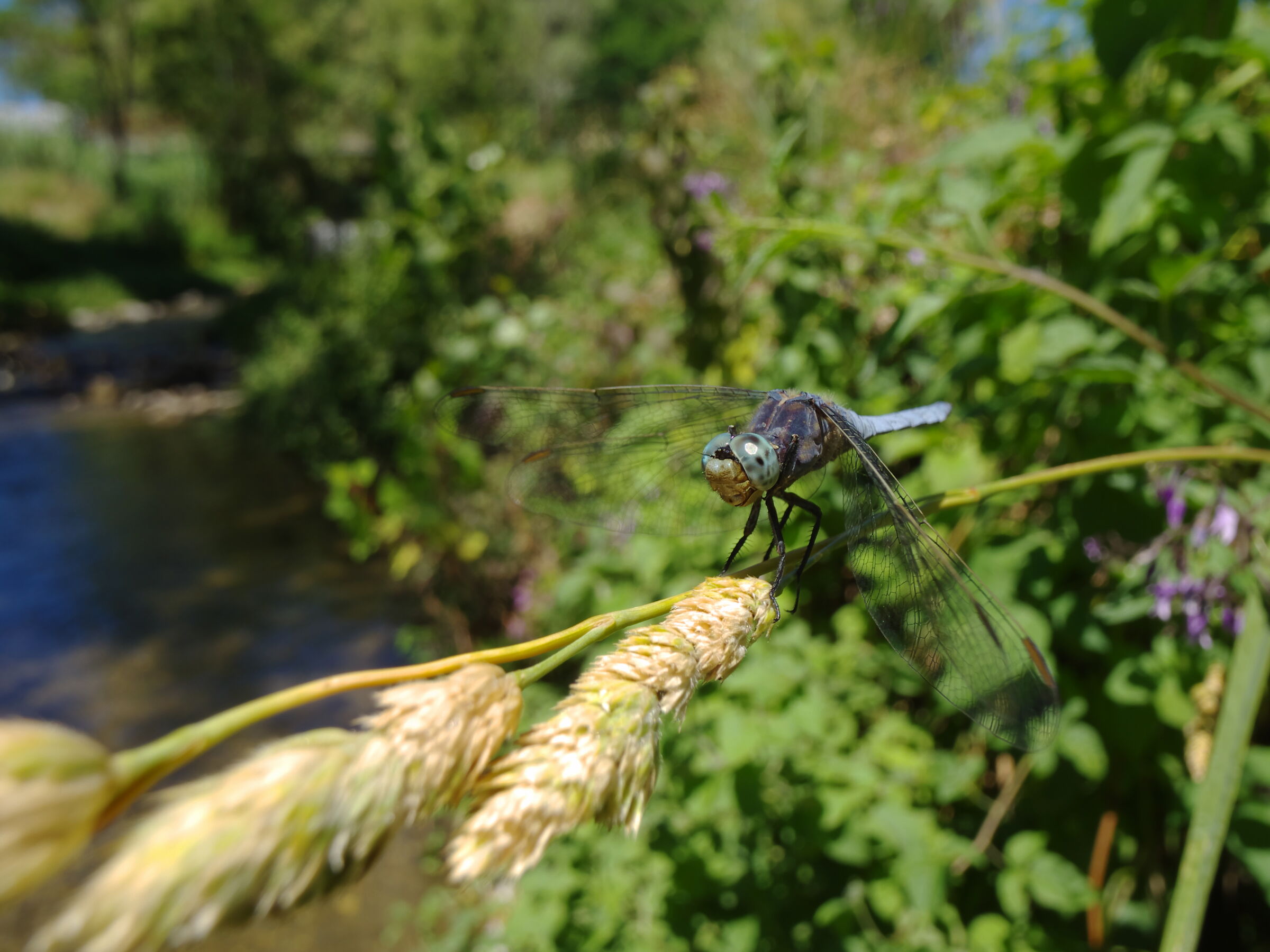 Blue dragonfly