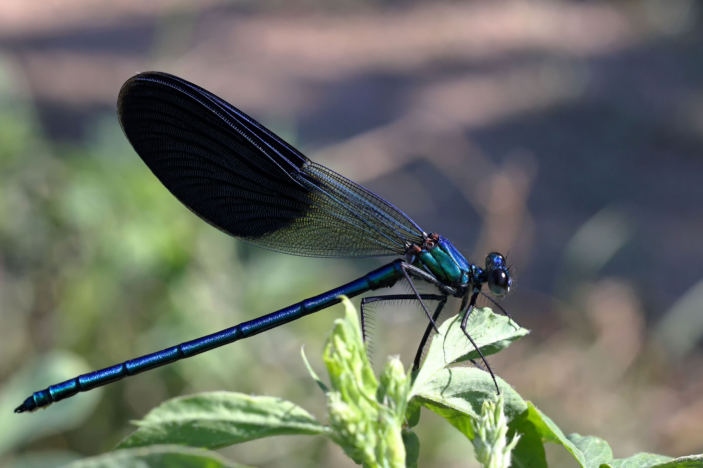 Caloptery splendens maschio