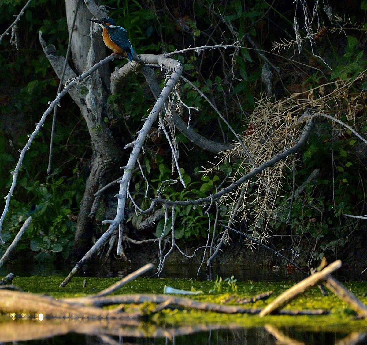 Il mio primo Martino!!