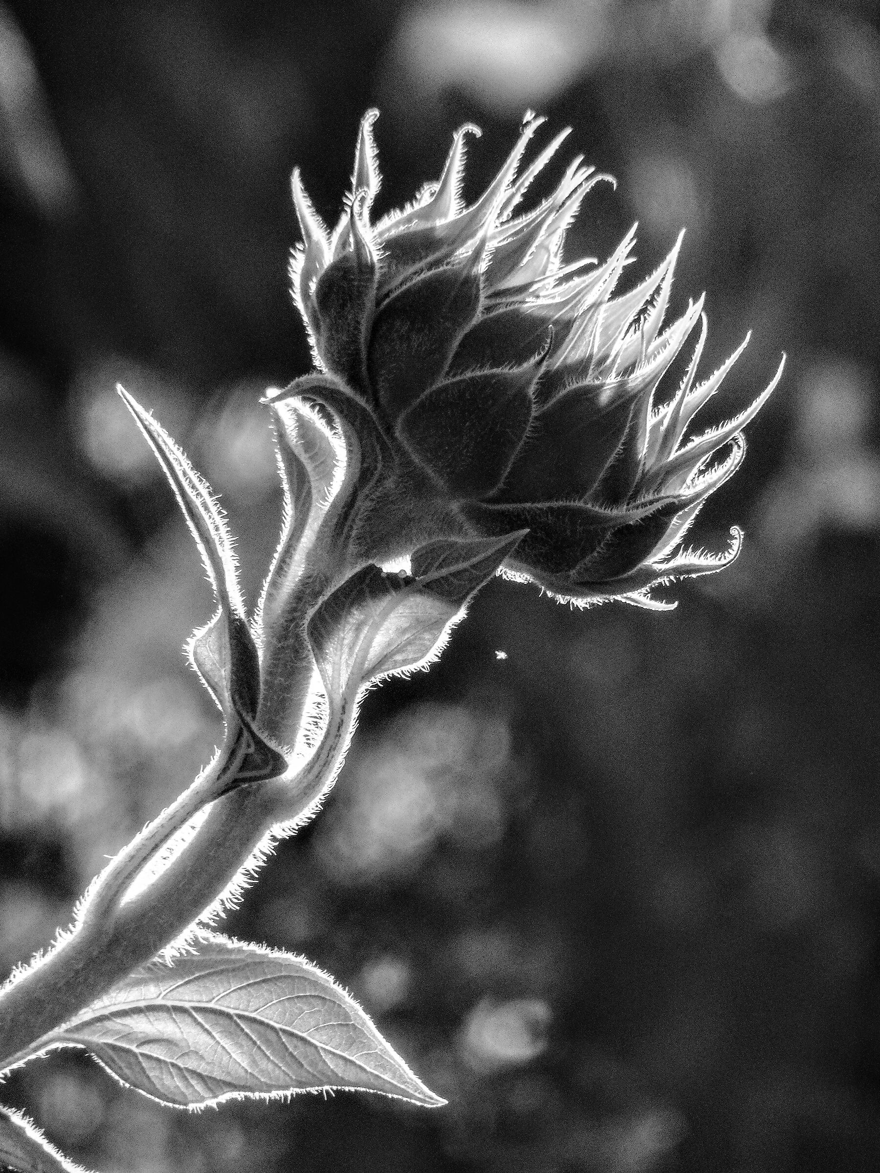 Un girasole impazzito di luce