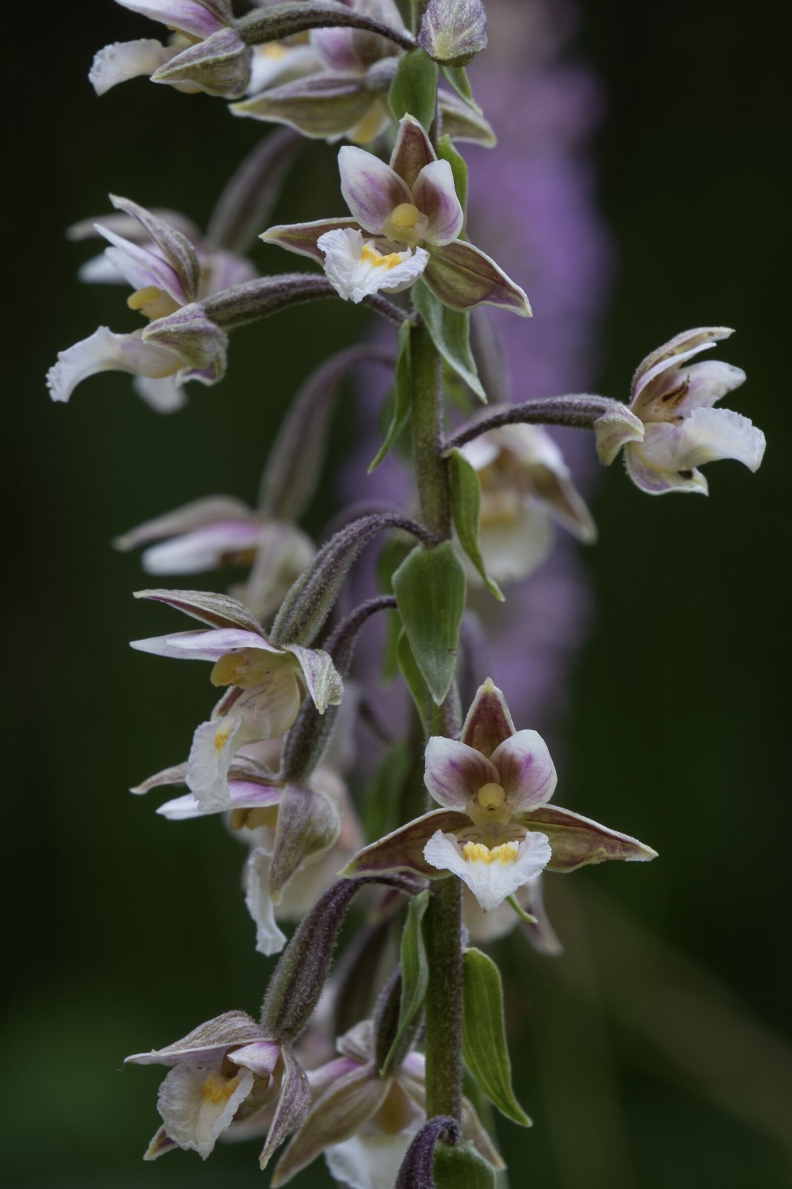 epipactis palustris