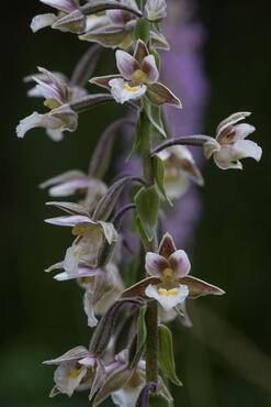 Epipactis palustris