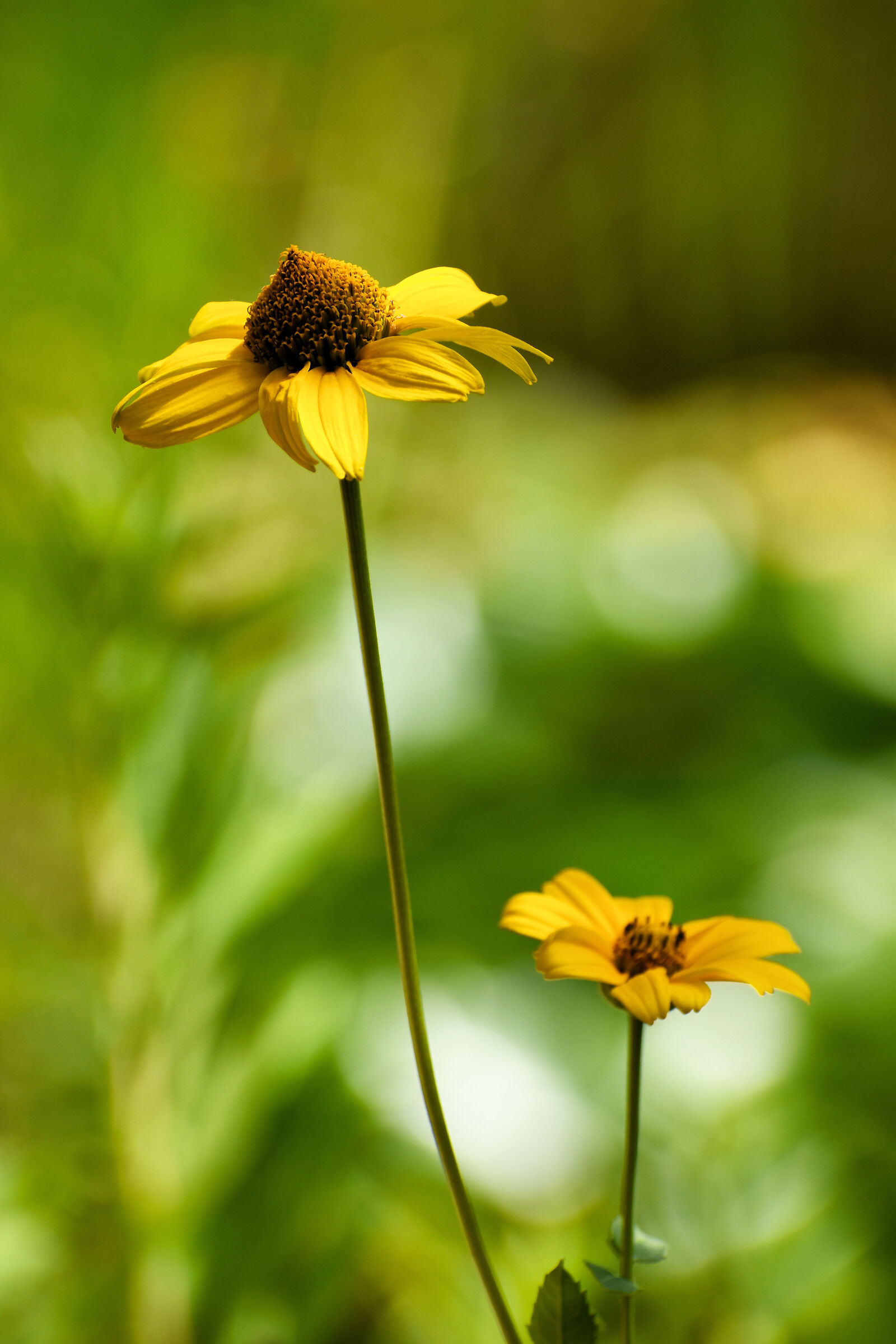 Heliopsis helianthoides