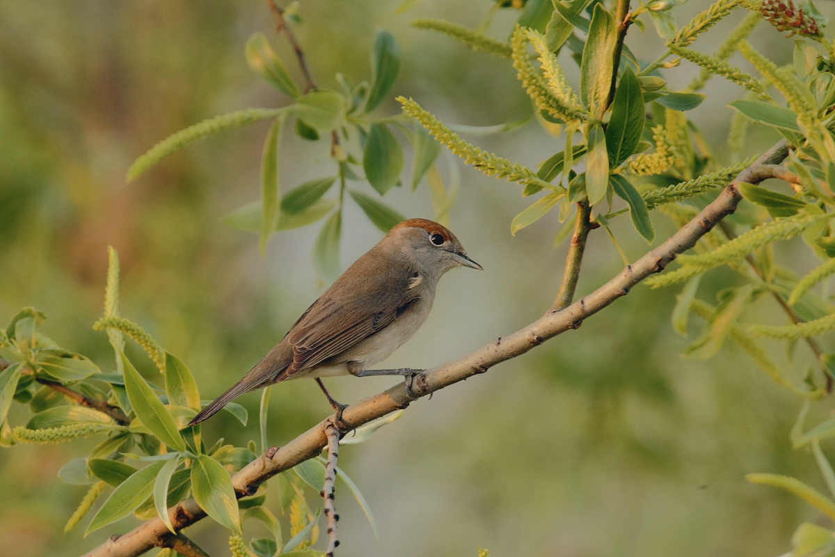 Female Blackcap