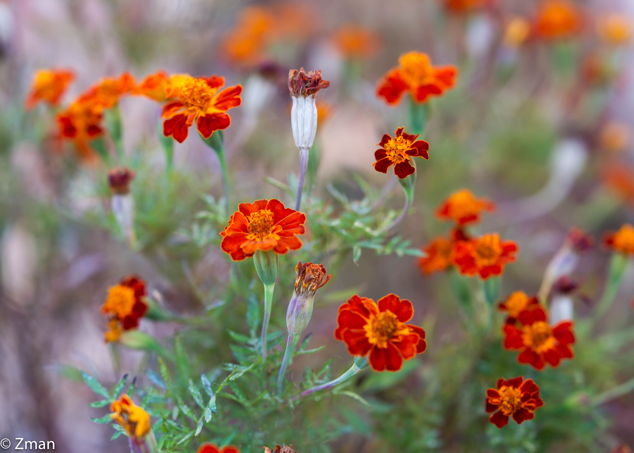 Mexican Marigold