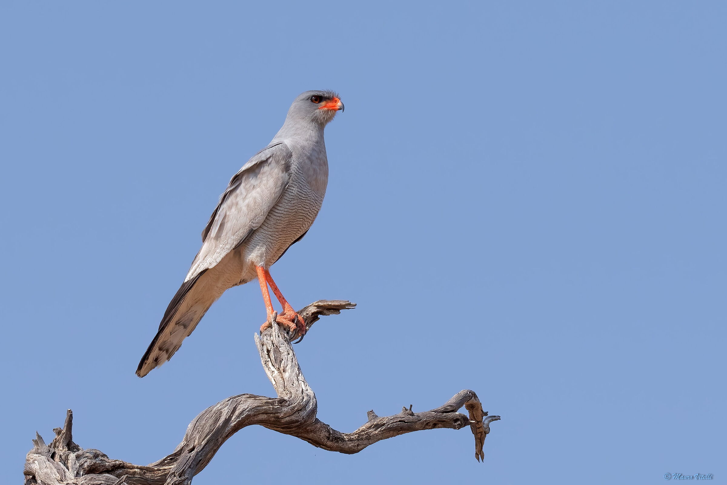 Pale goshawk cantantr (Melierax canorus) Kalahari