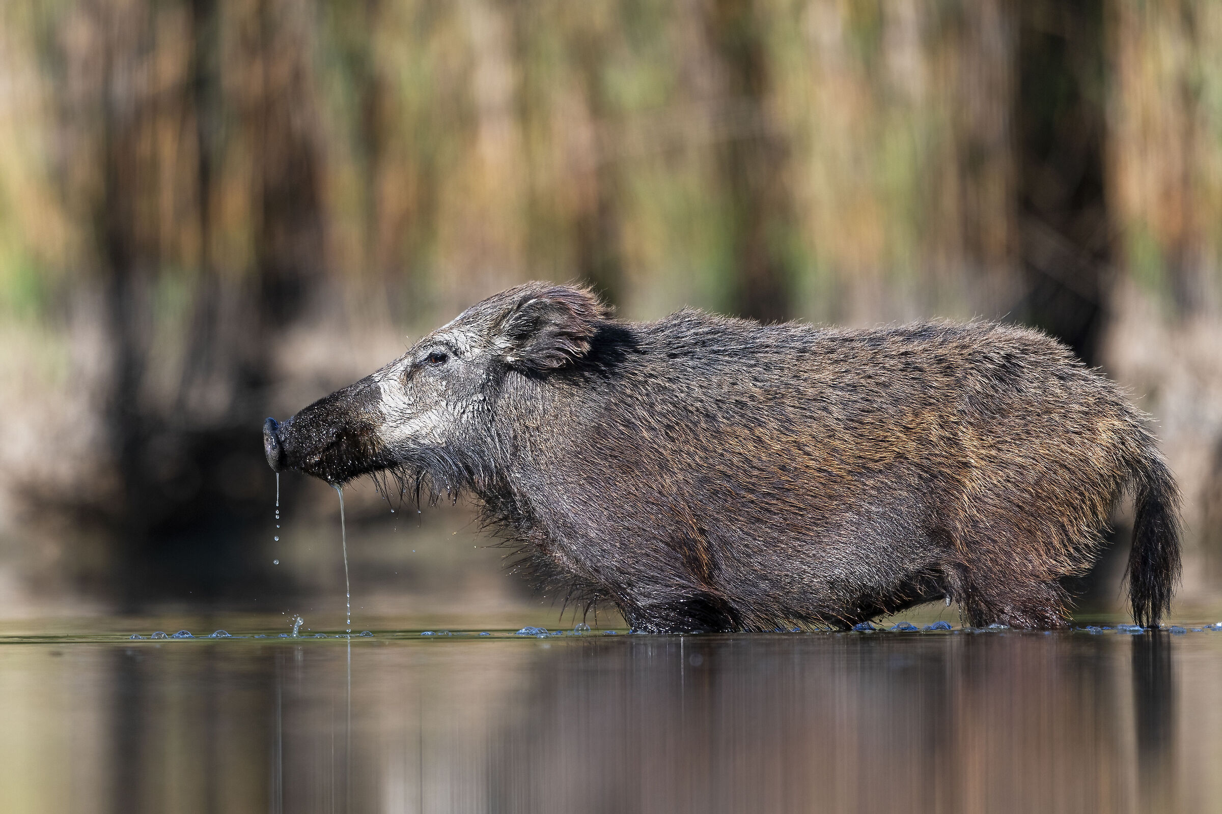 Thirsty boar