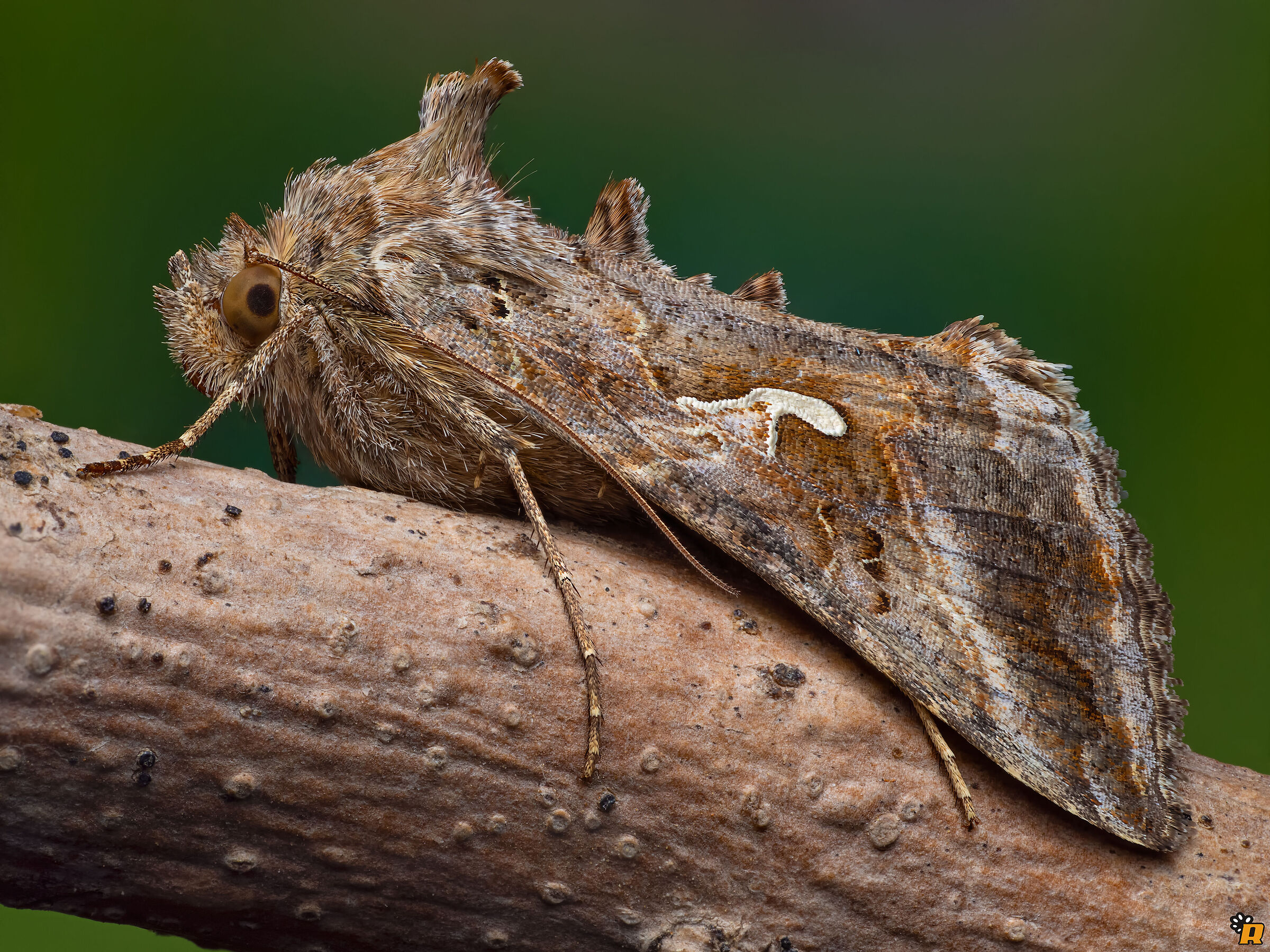 Moth