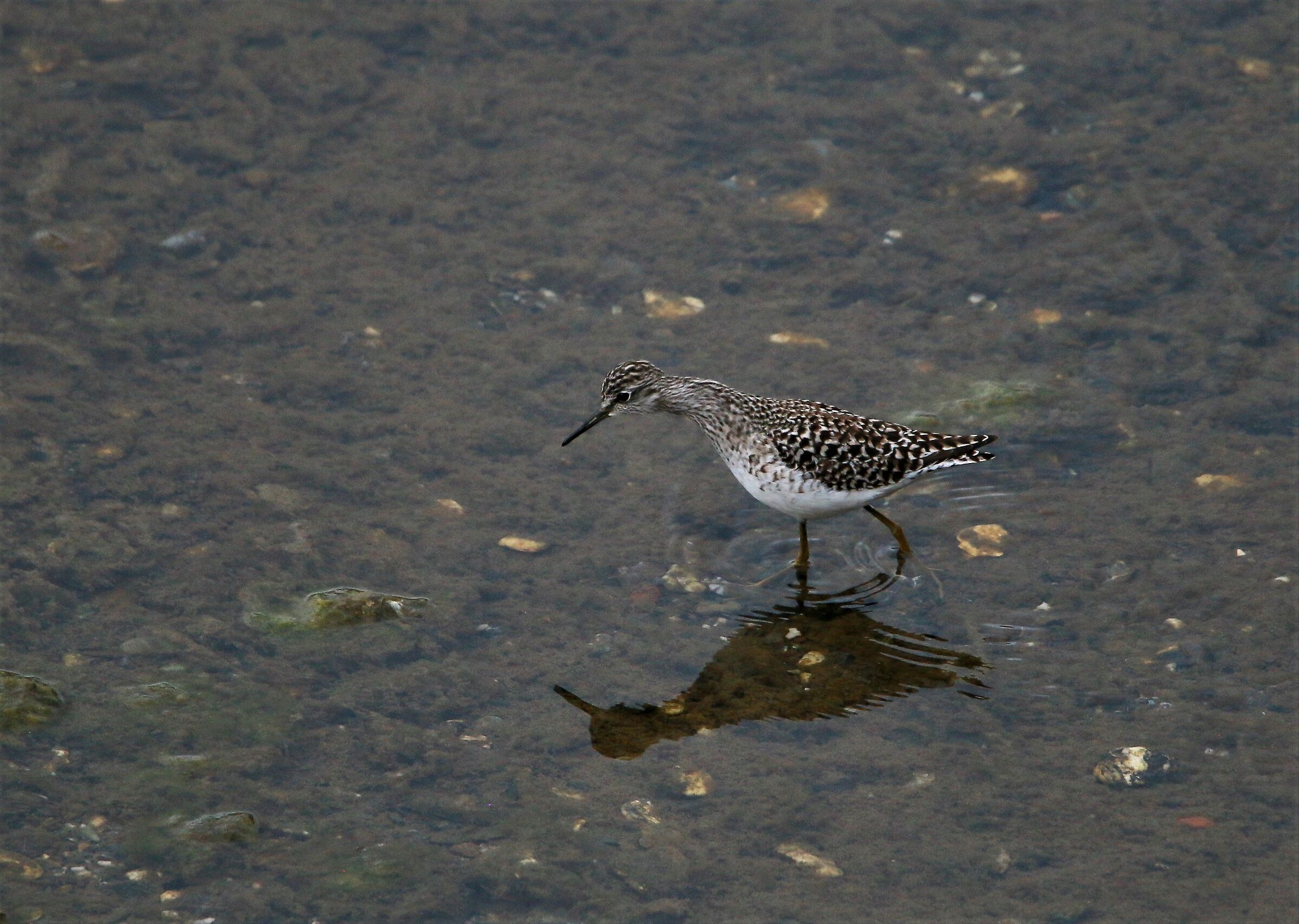 Piro piro Boschereccio