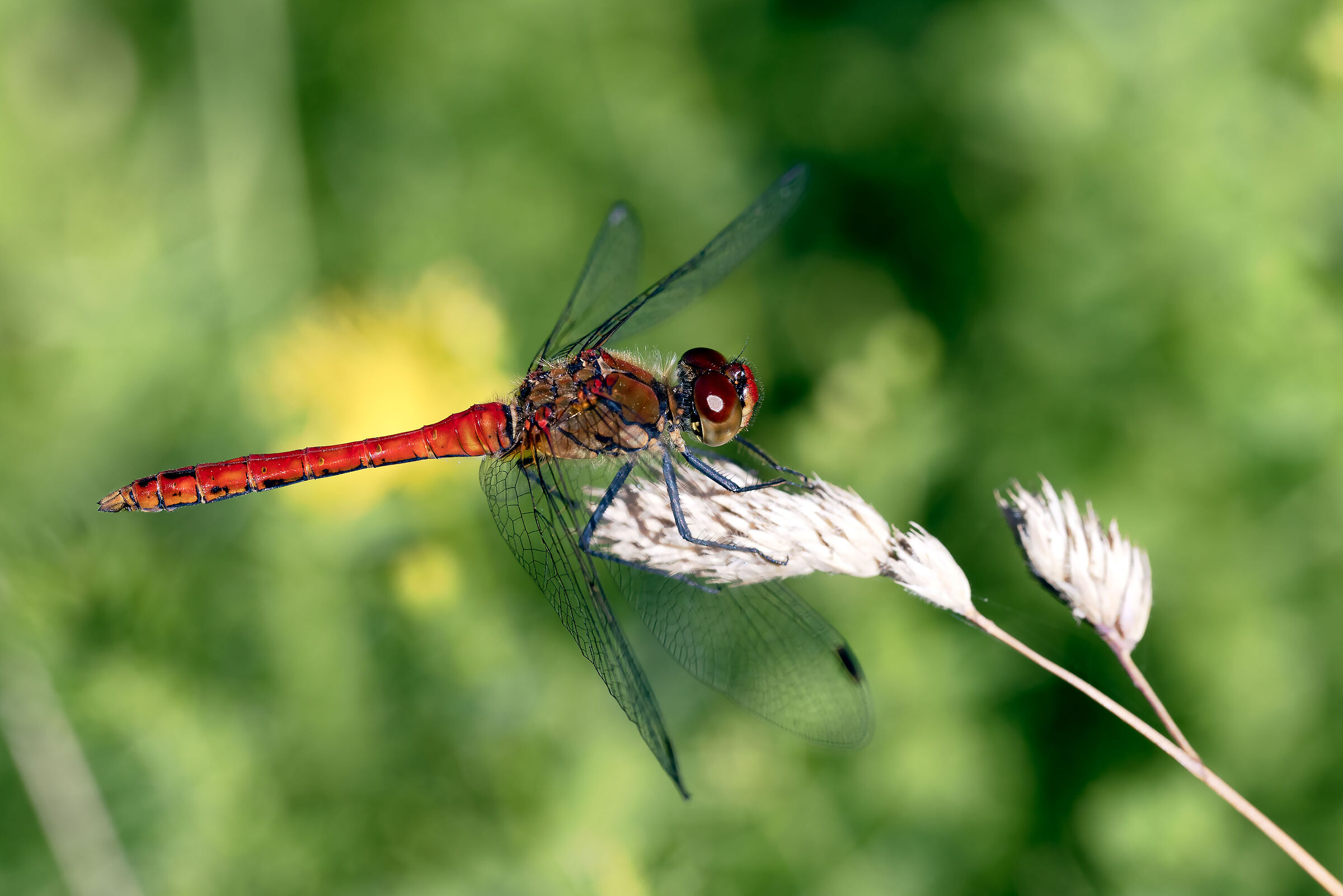 Dragonfly
