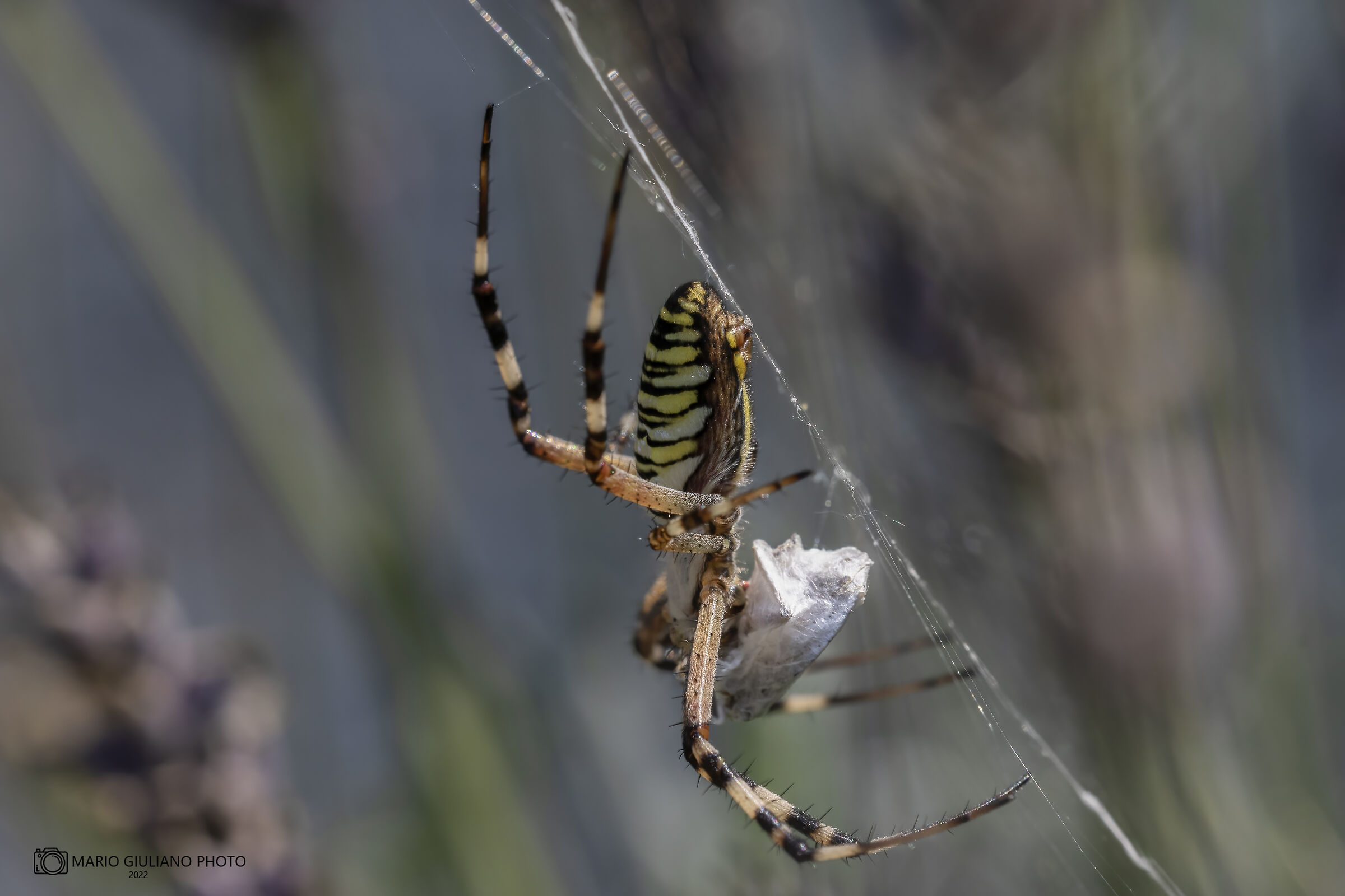 Wasp spider (Argiope bruennichi)