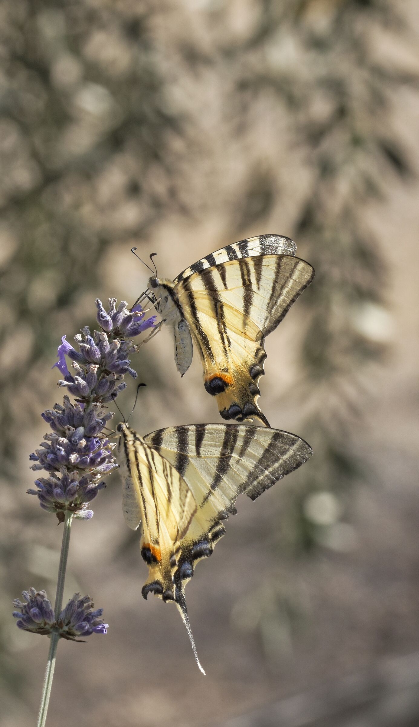 Butterflies and lavender