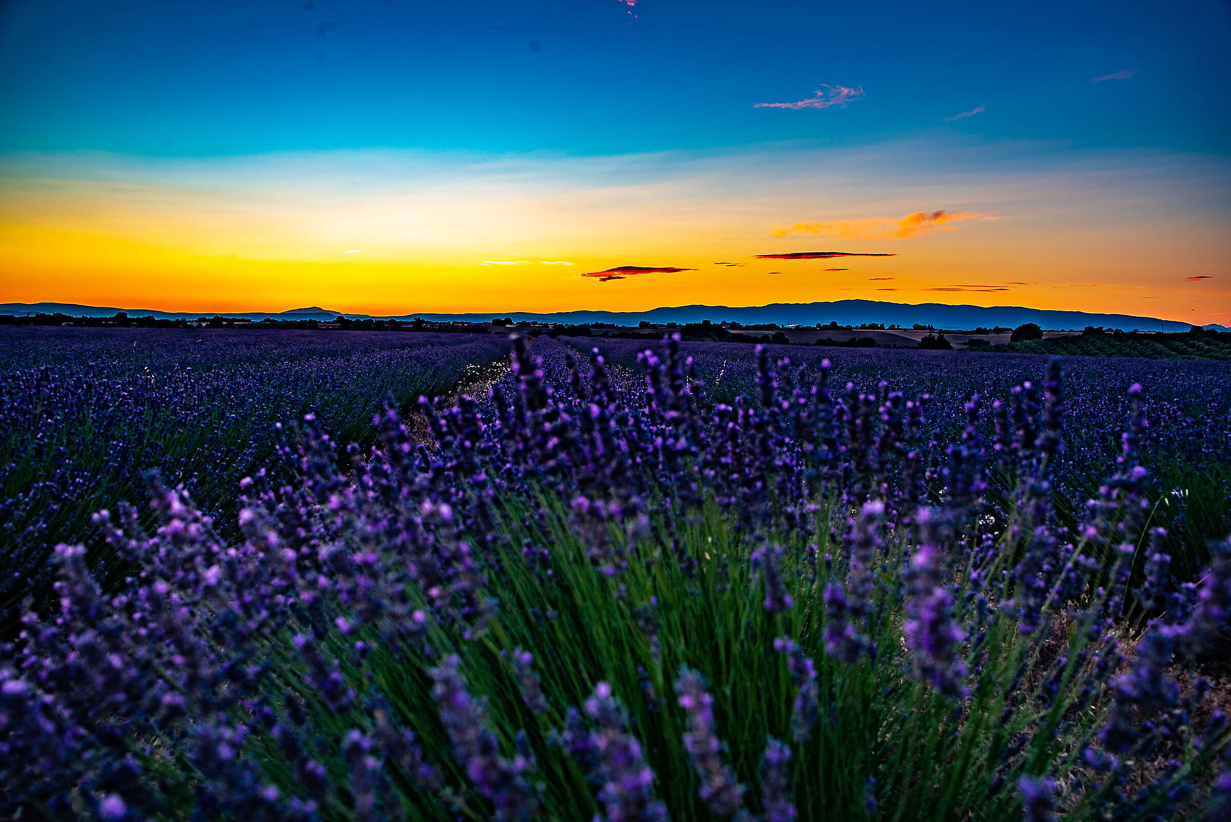 Lavanda 3