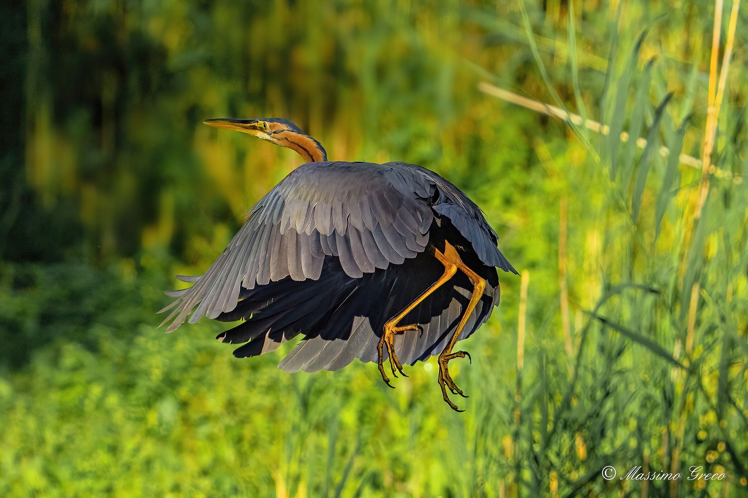 Red heron (Ardea purpurea)