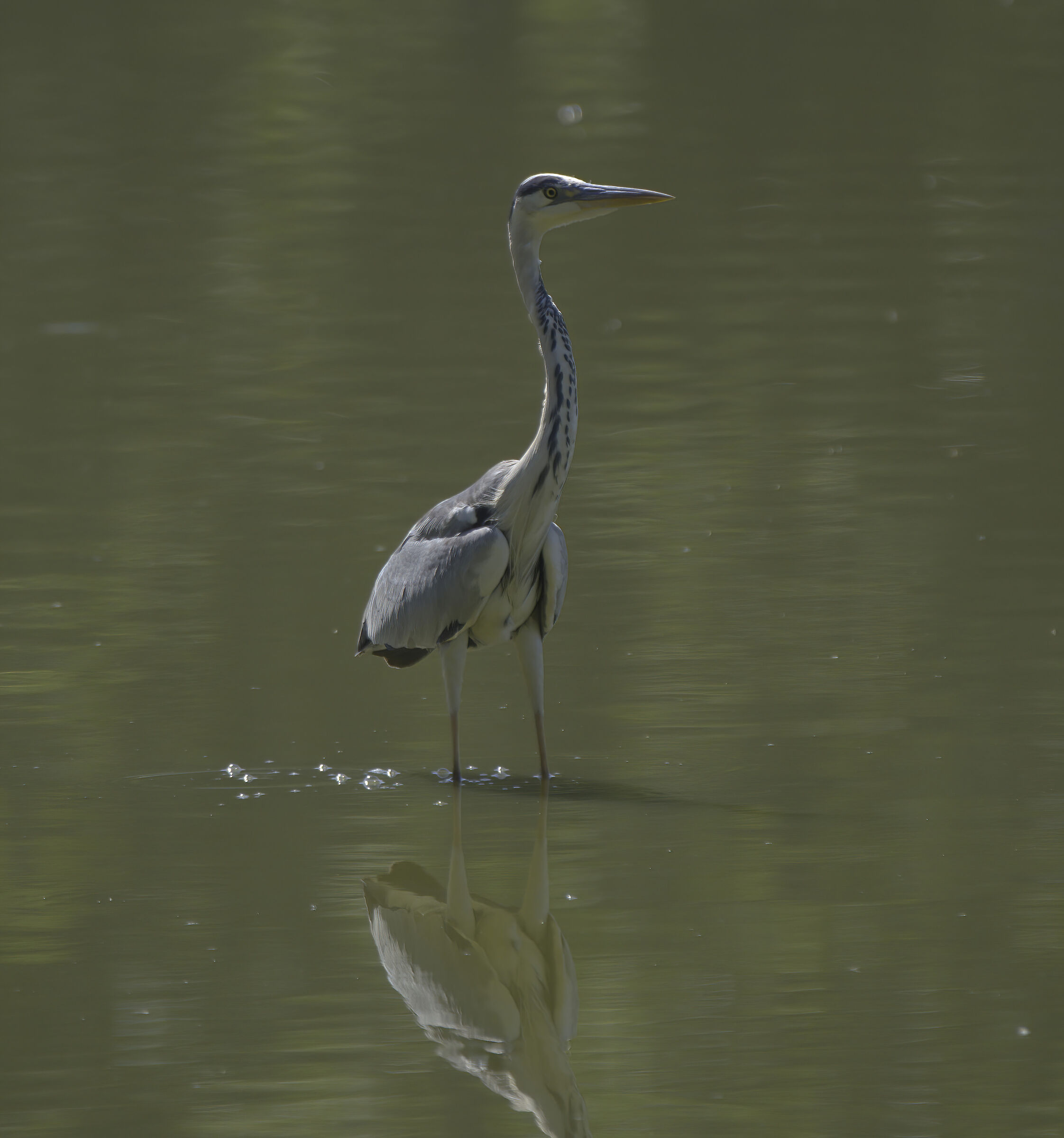 Grey heron