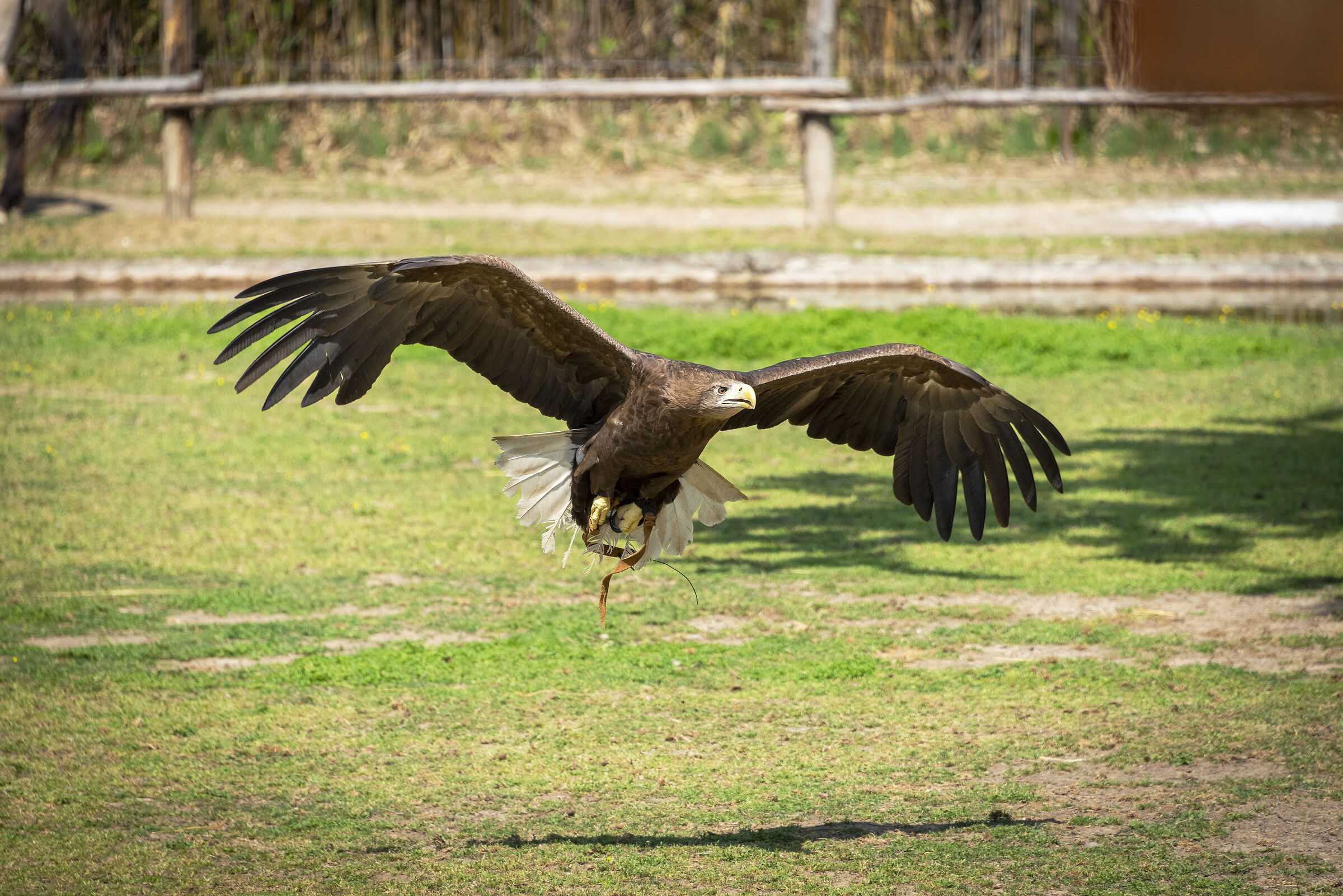 Oasi S. Alessio - Demonstration of birds of prey