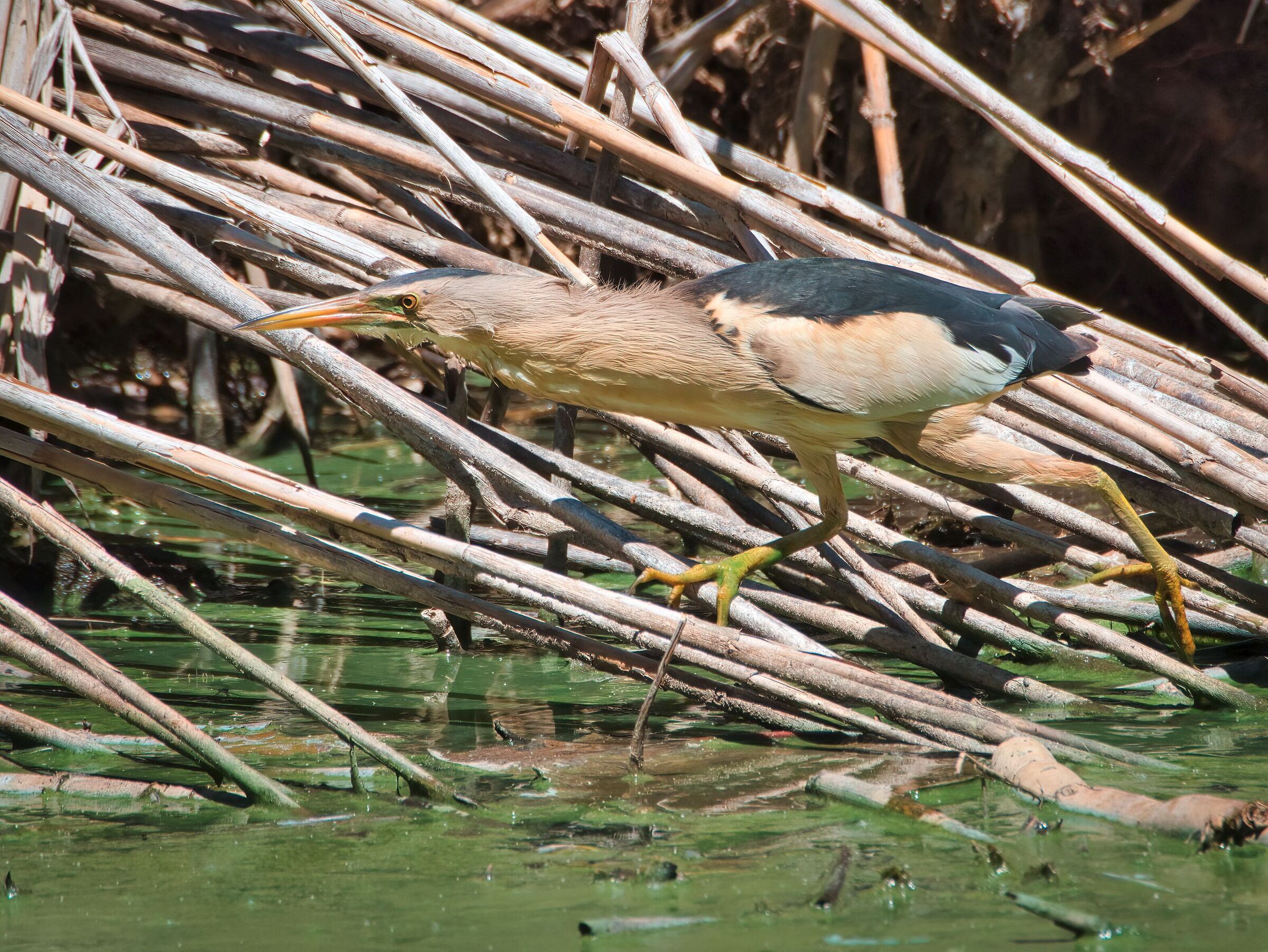 Male bittern