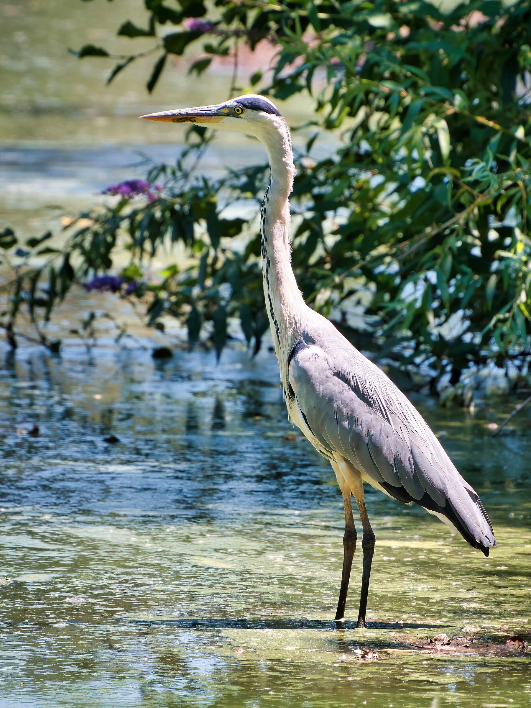 Grey heron