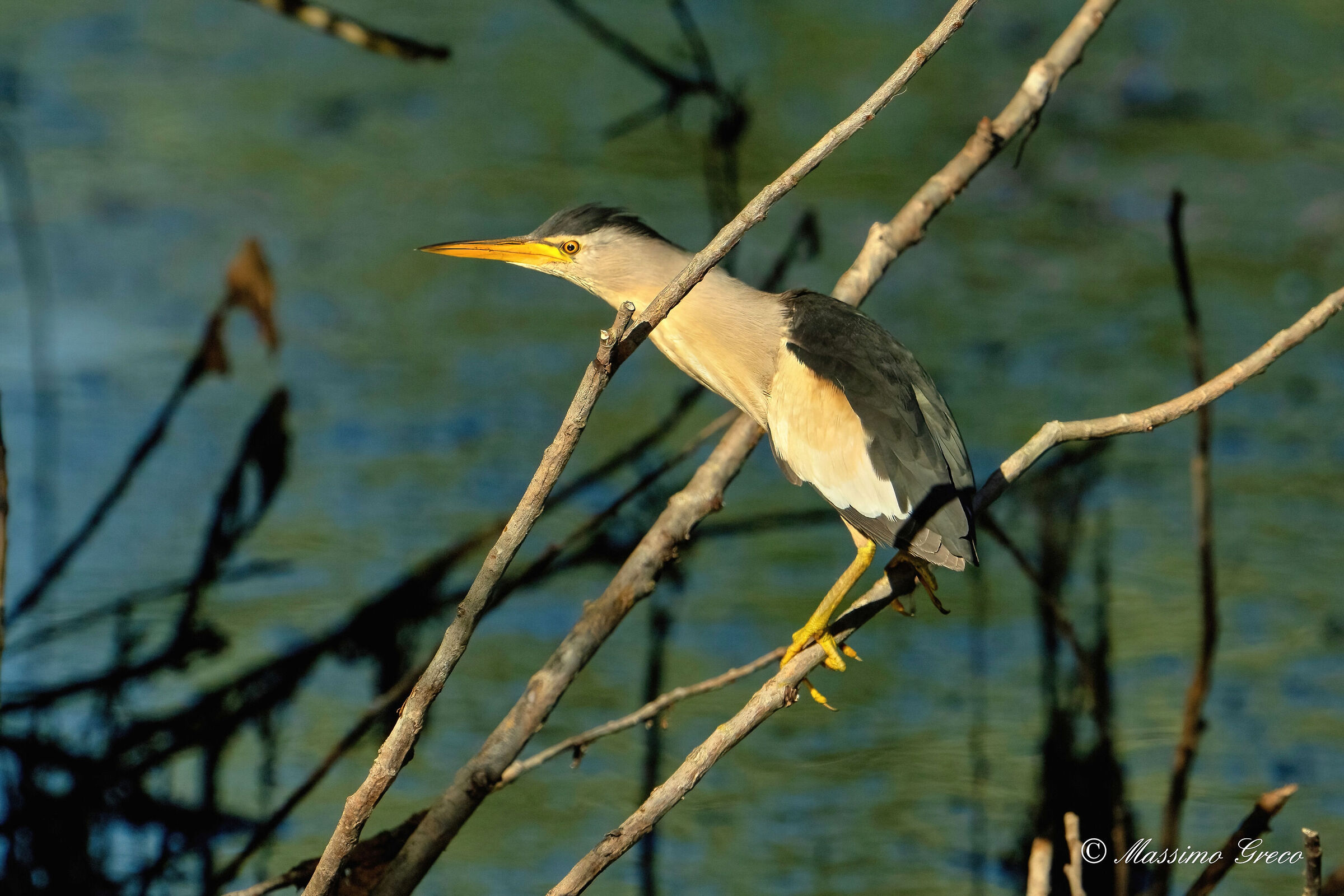 Tarabusino (Ixobrychus minutus)