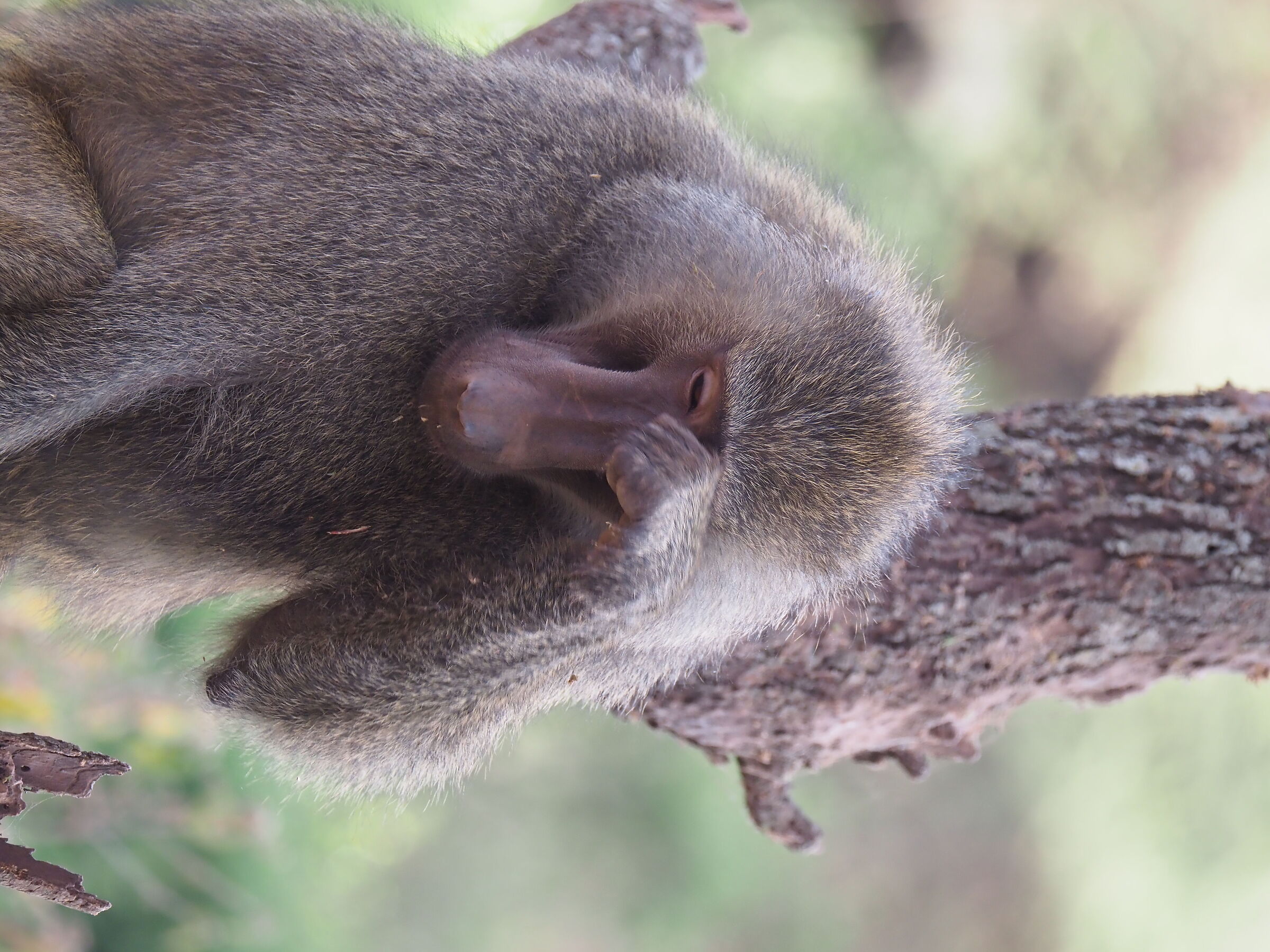 Tanzania, nature to rub your eyes
