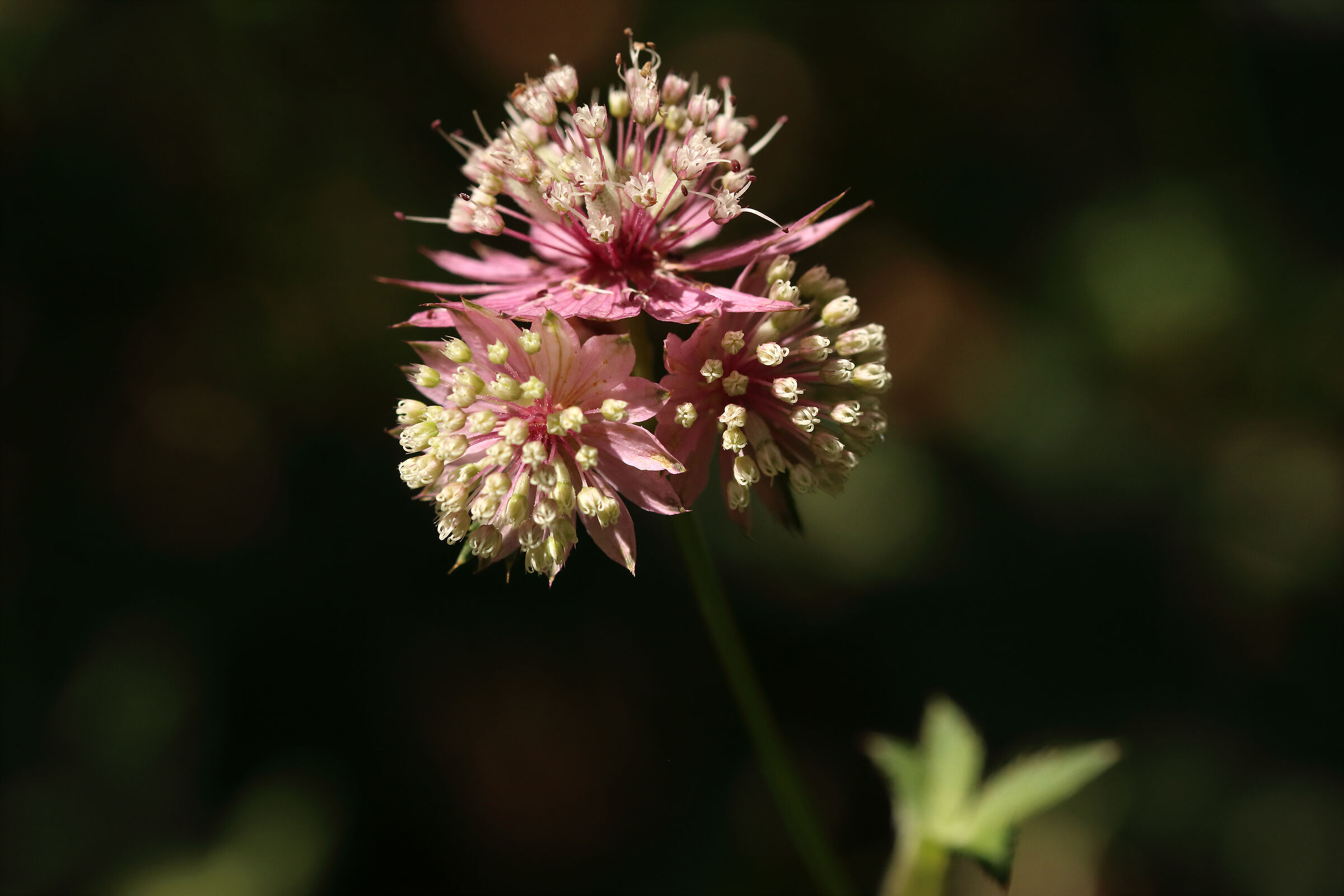 Astrantia Major in Cavlera