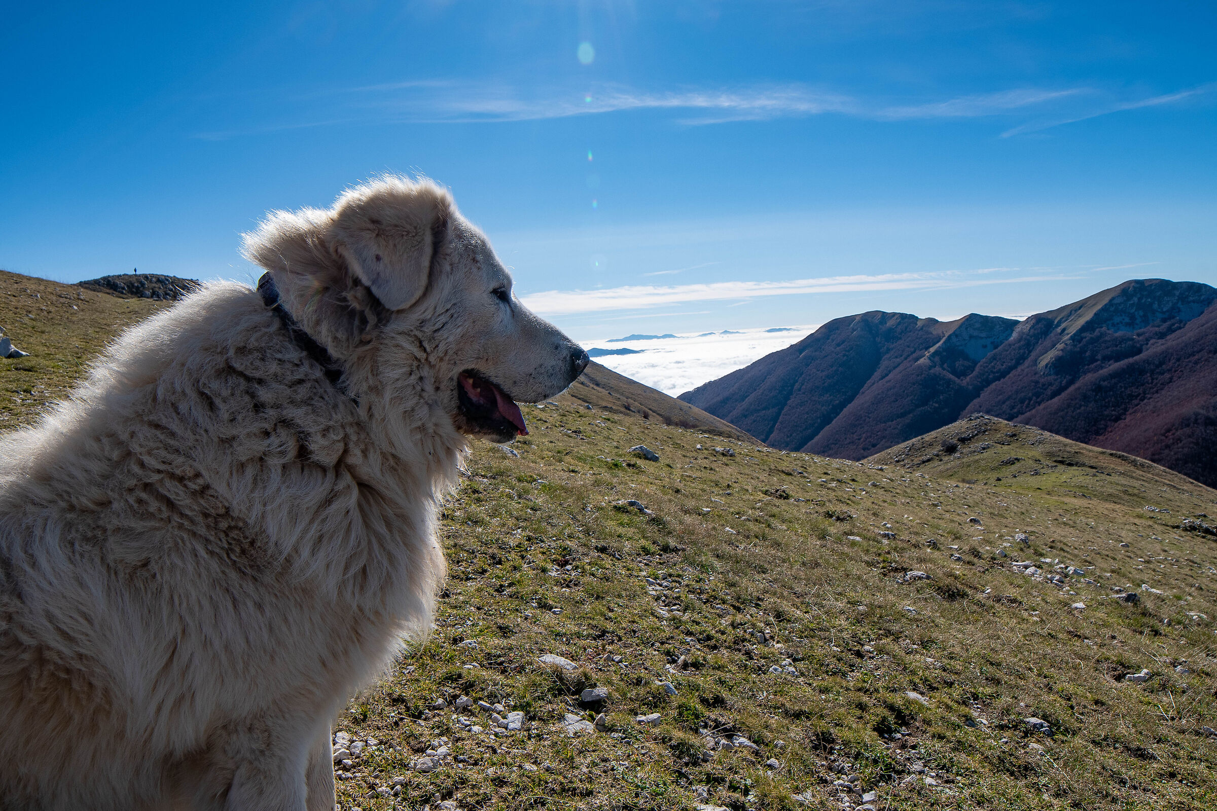 The King of Abbruzzo
