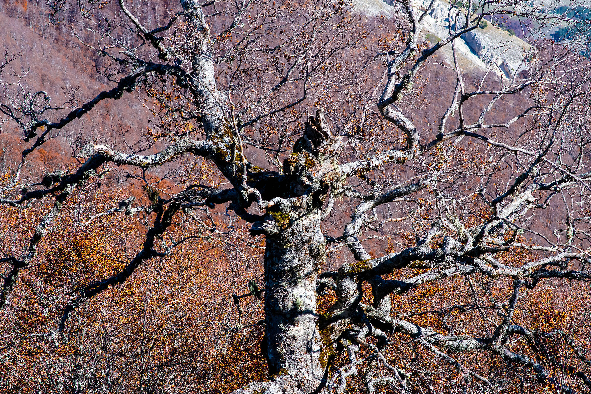 l autumn colors in bruzzo