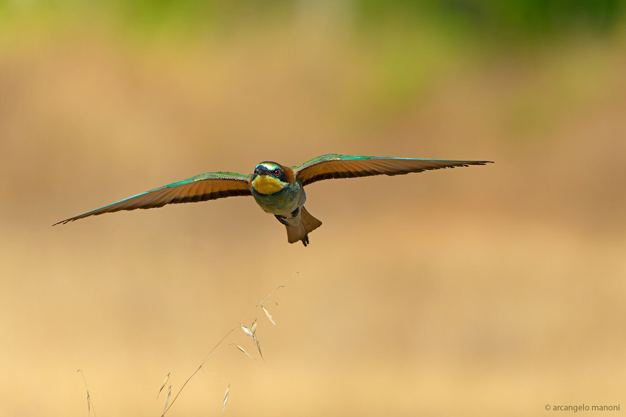 Bordering on dry grass