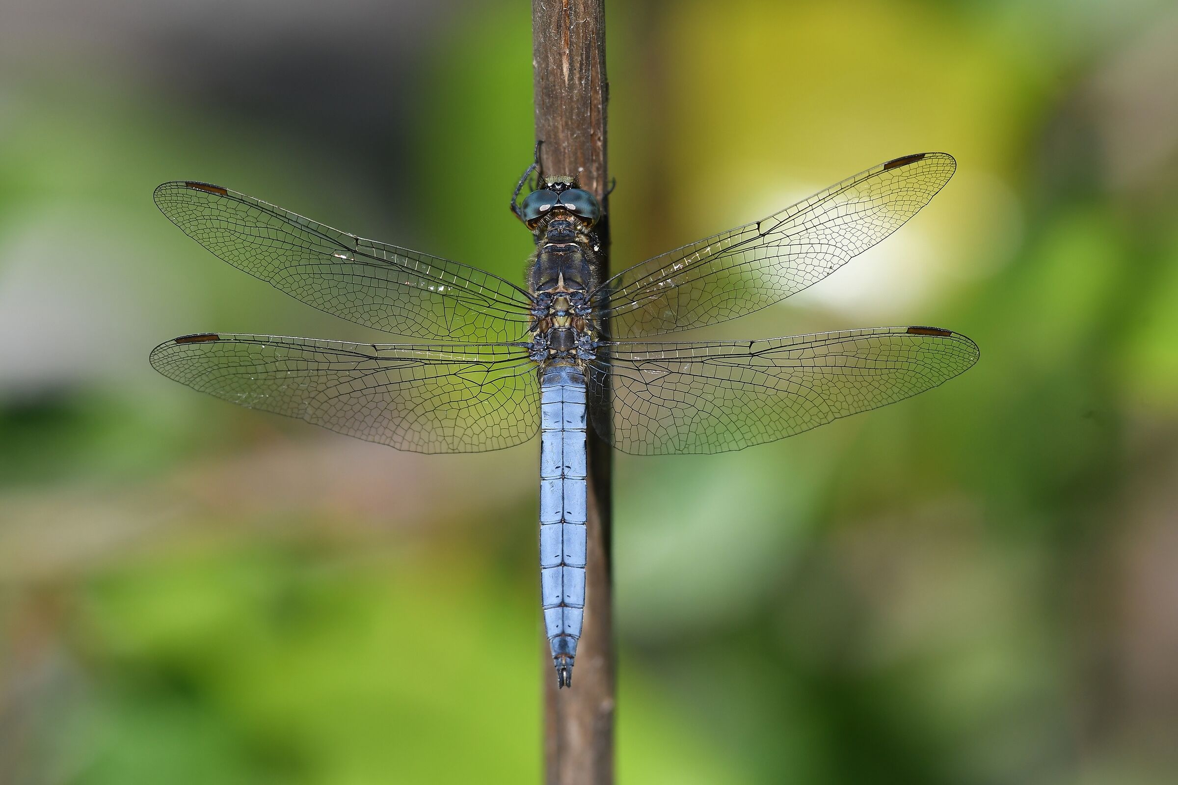 Orthetrum coerulescens